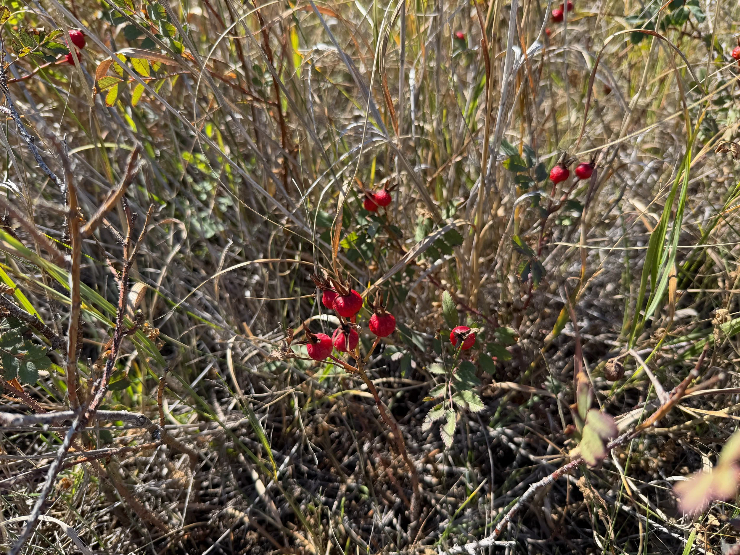 Prairie Rose Rosa arkansana