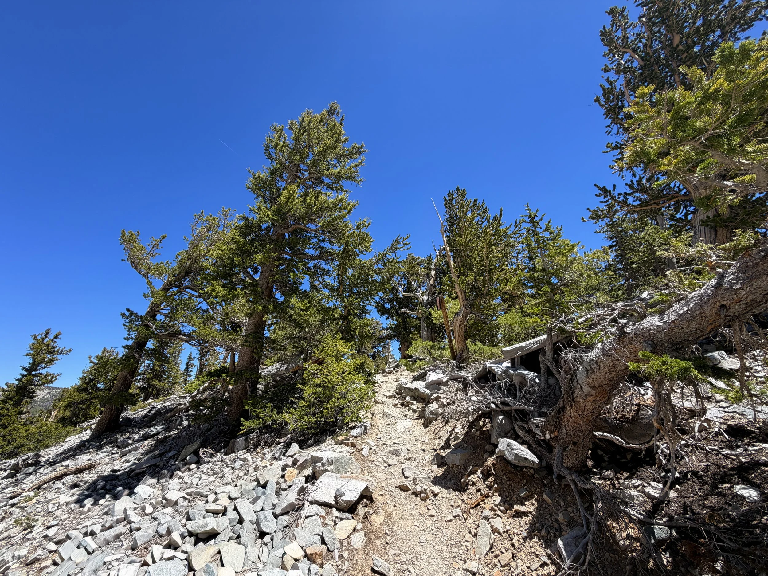 Glacier Trail Great Basin National Park Nevada