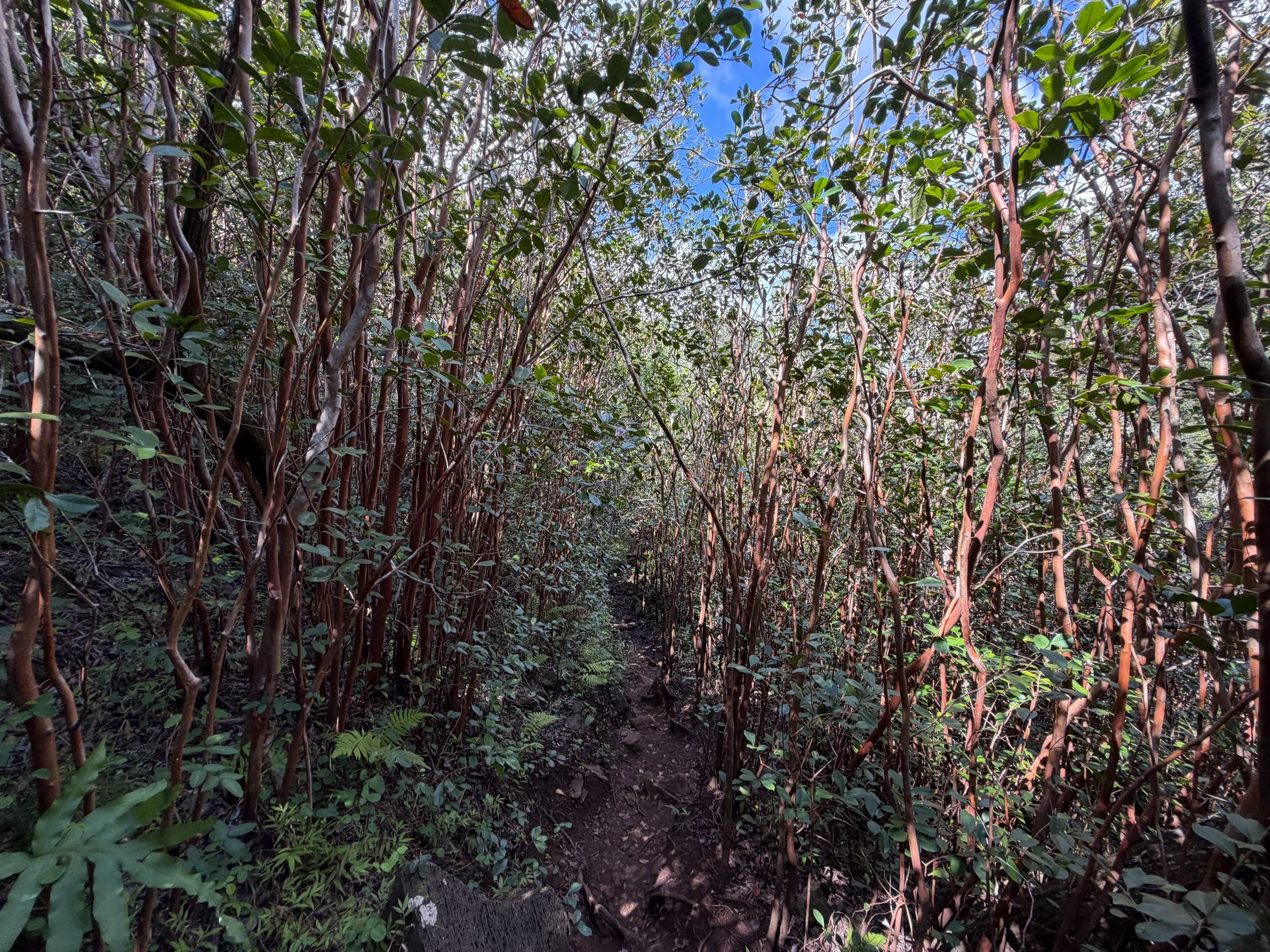 Waimano Falls Trail Oahu Hawaii