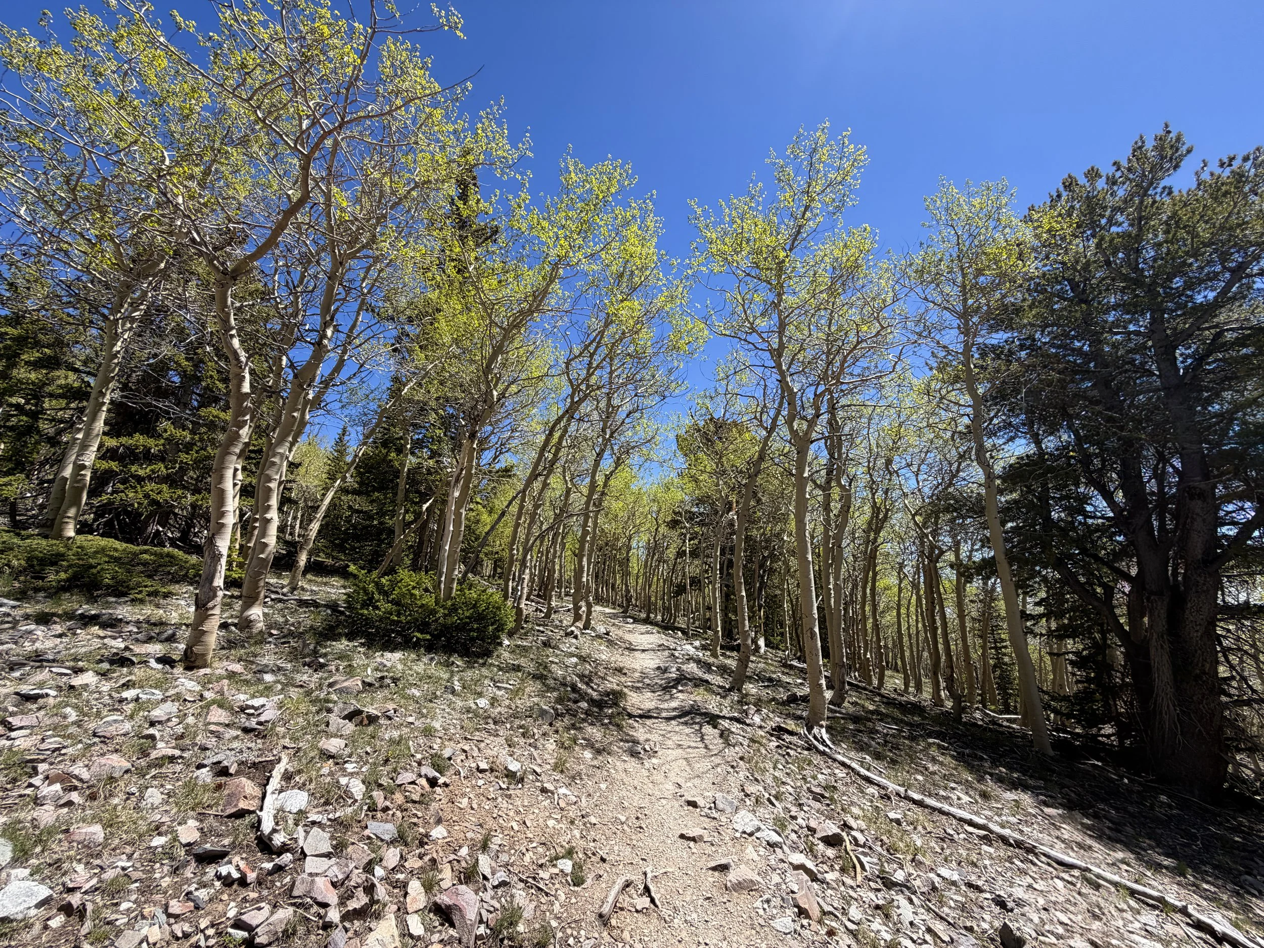 Wheeler Peak Trail Great Basin National Park Nevada