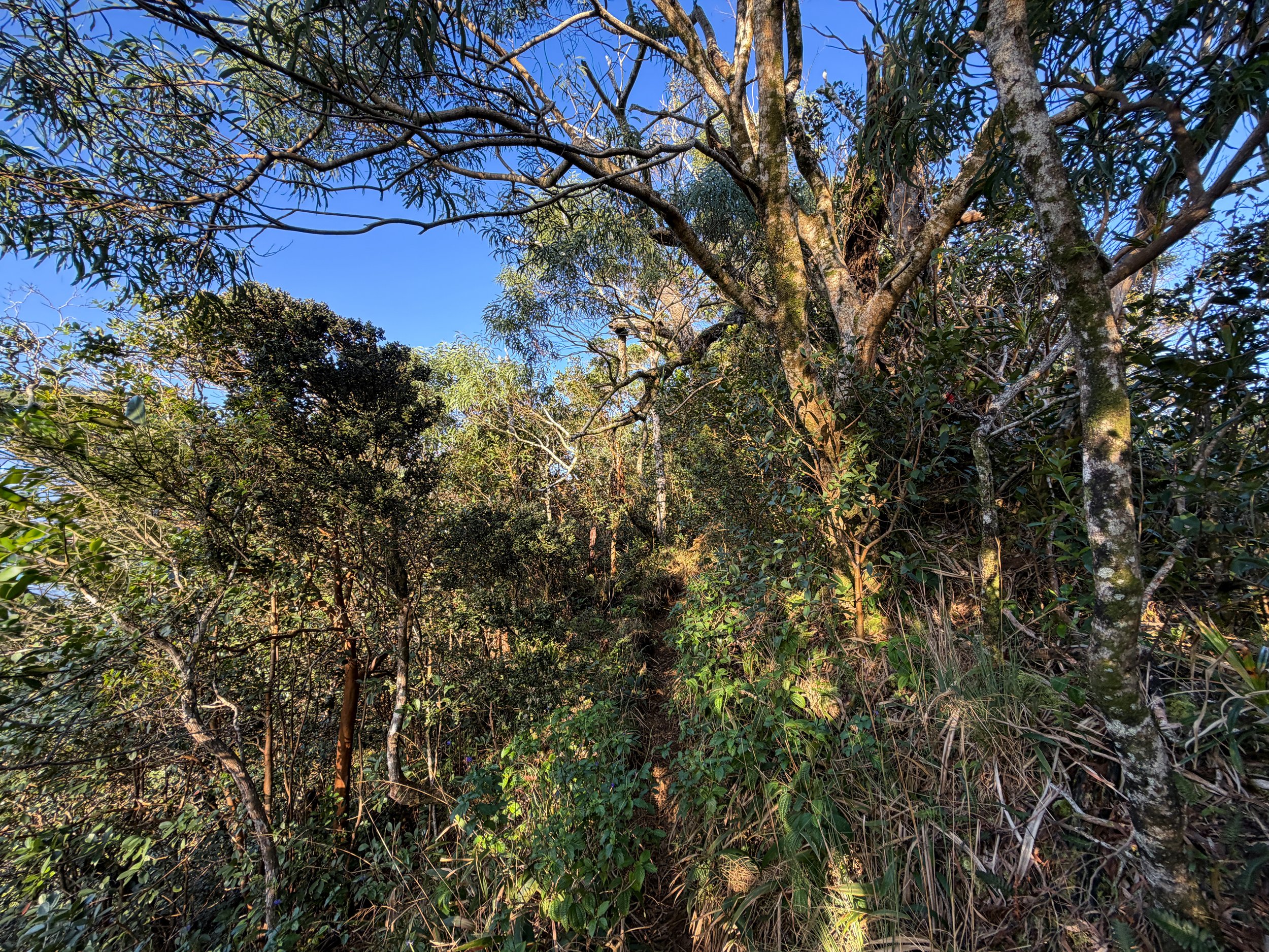 Back Way to Stairway to Heaven Moanalua Middle Ridge Trail Oahu Hawaii