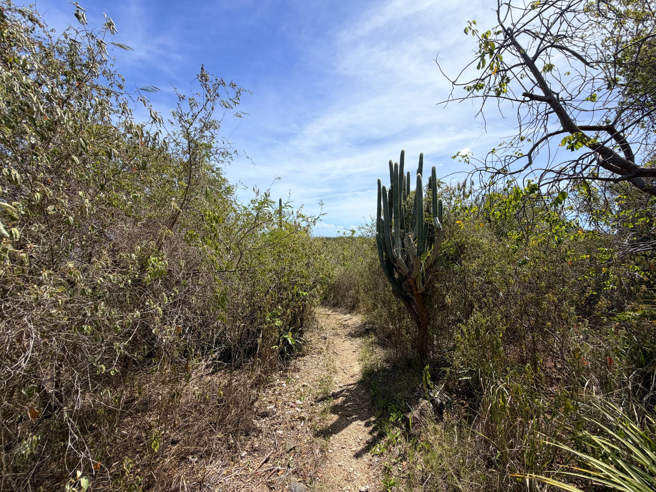 Yawzi Point Hike Virgin Islands National Park