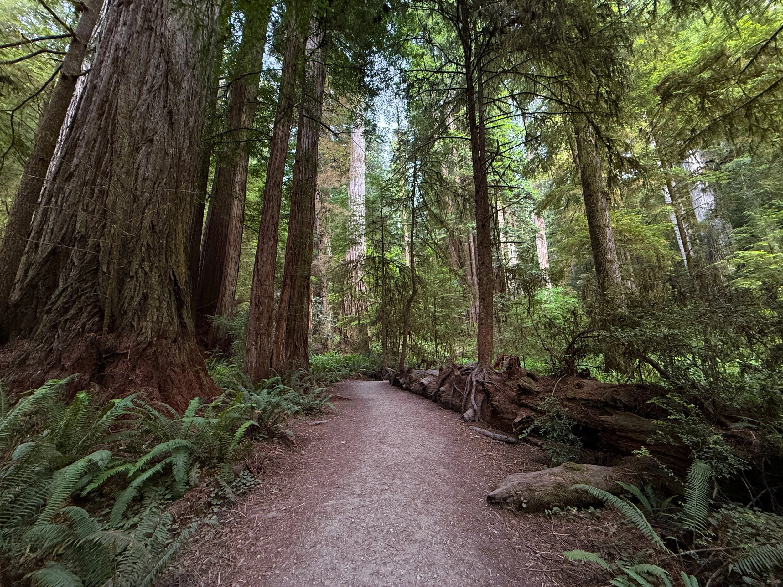 Grove of the Titans Trail Jedediah Smith Redwoods State Park California