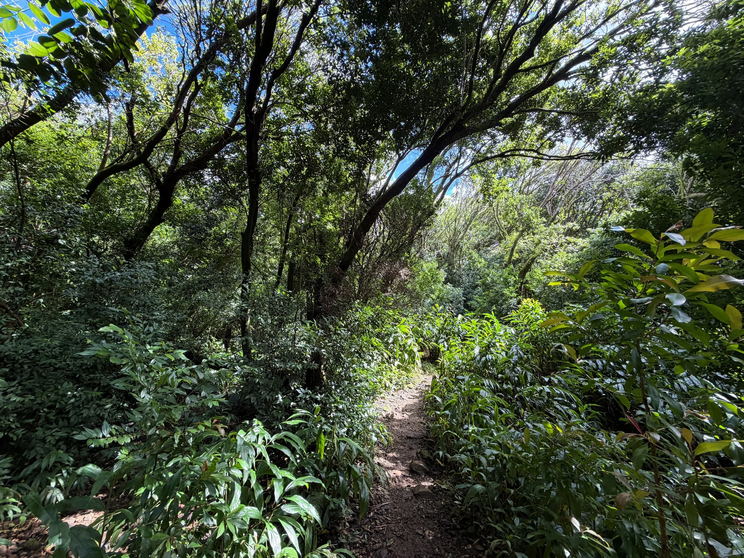 Lulumahu Falls Trail Oahu Hawaii