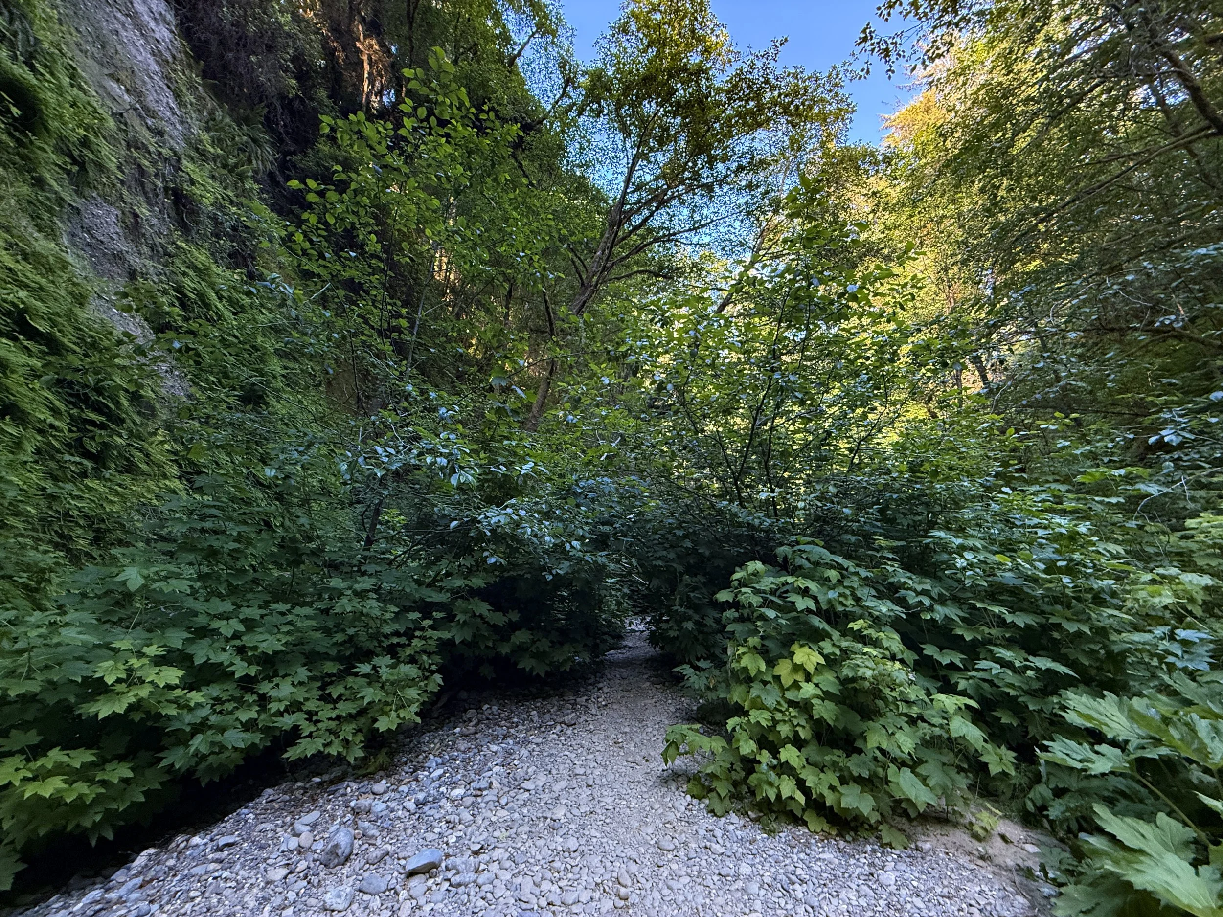 Fern Canyon Trail Prairie Creek Redwoods State Park California