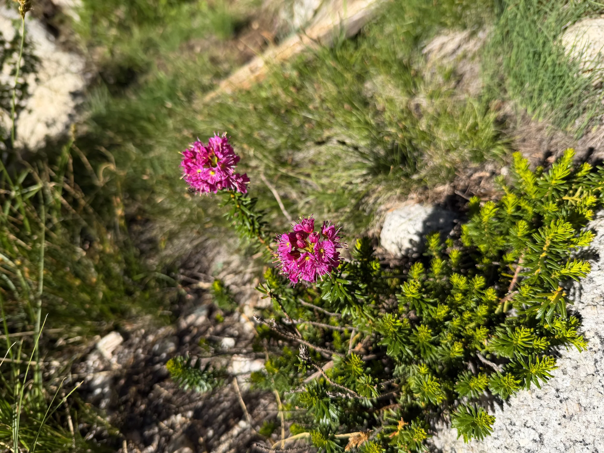 Purple Mountain Heath Phyllodoce breweri