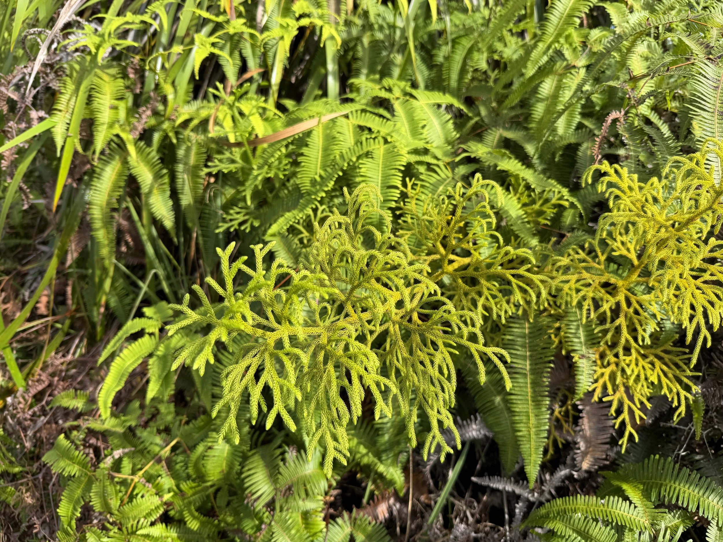 Hawaiian Staghorn Clubmoss Lycopodiella cernua