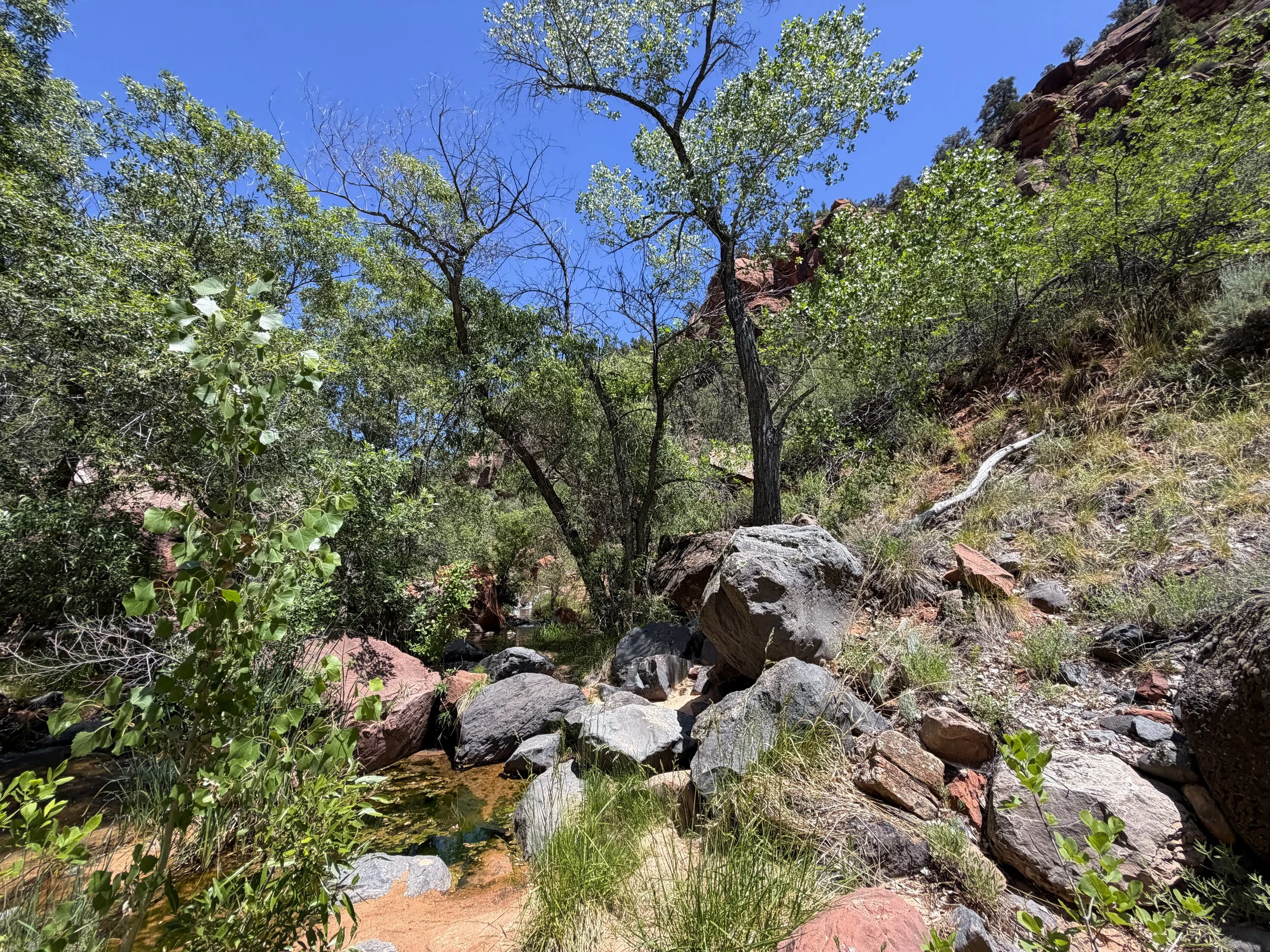 Grapevine Trail to Left Fork Falls Zion National Park Utah