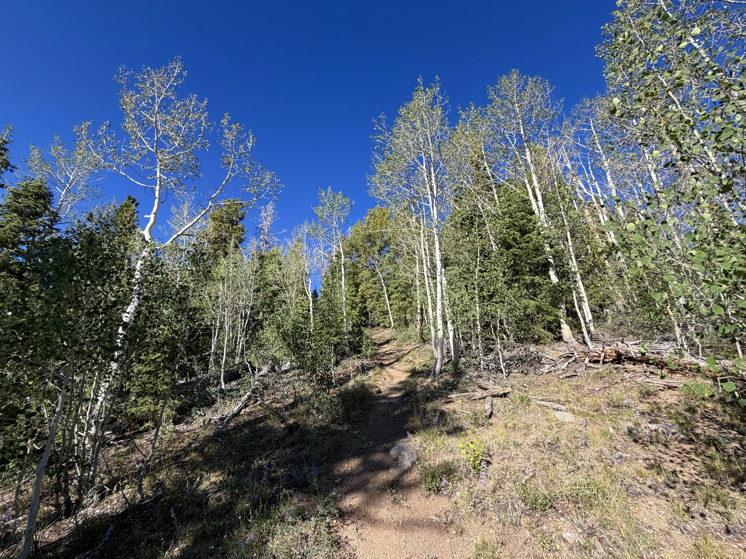 Snake Divide Trail to Mt. Washington Great Basin National Park Nevada