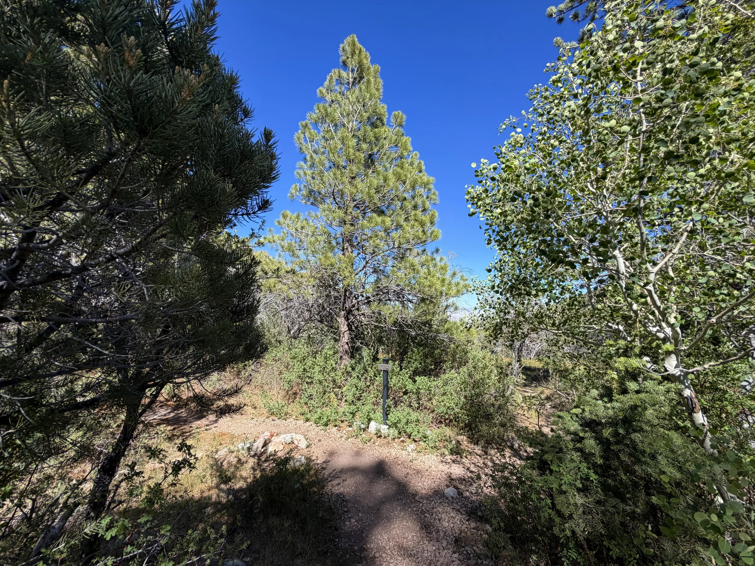 Osceola Ditch Trail Great Basin National Park Nevada