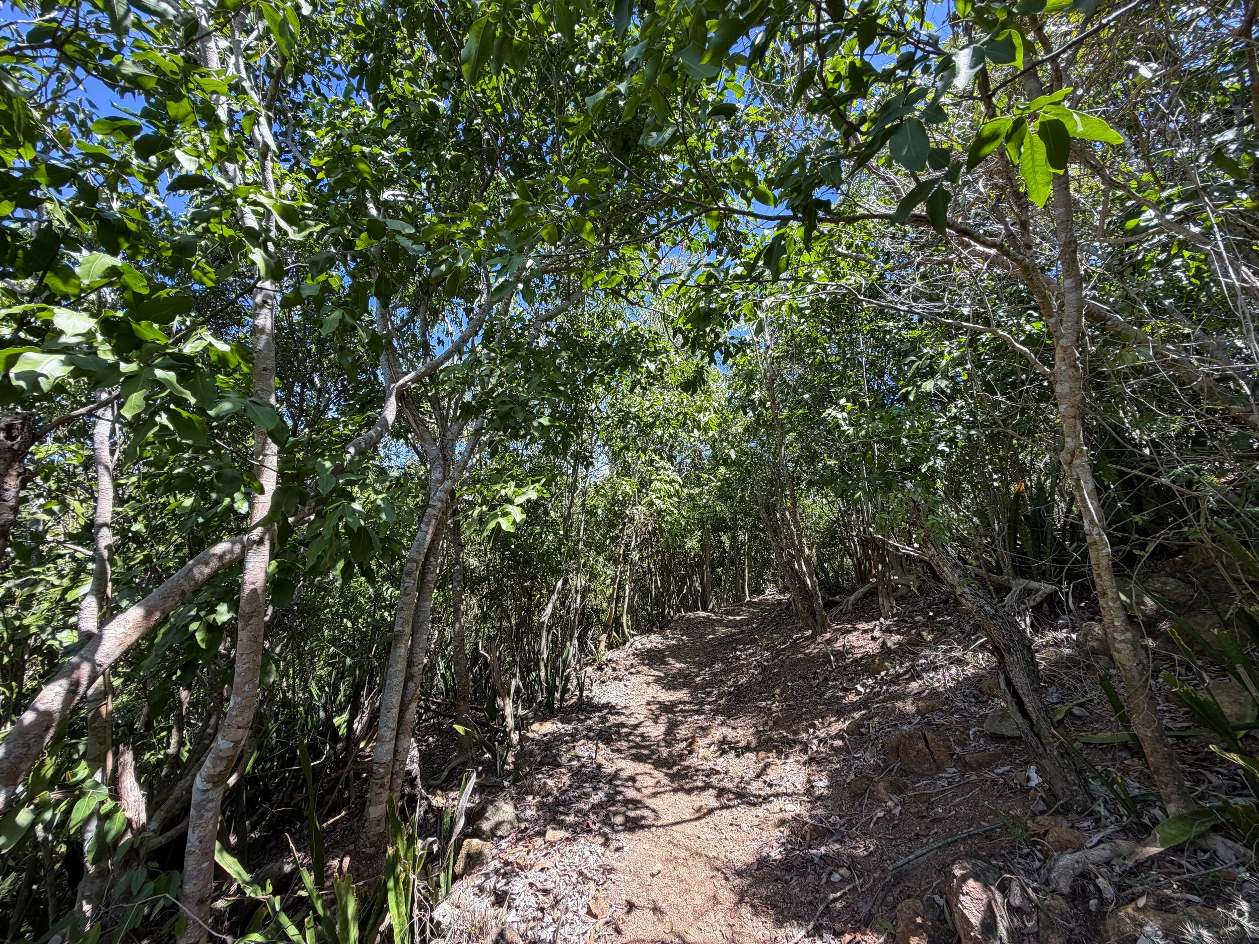 Lameshur Bay Trail to Reef Bay Great House Virgin Islands National Park