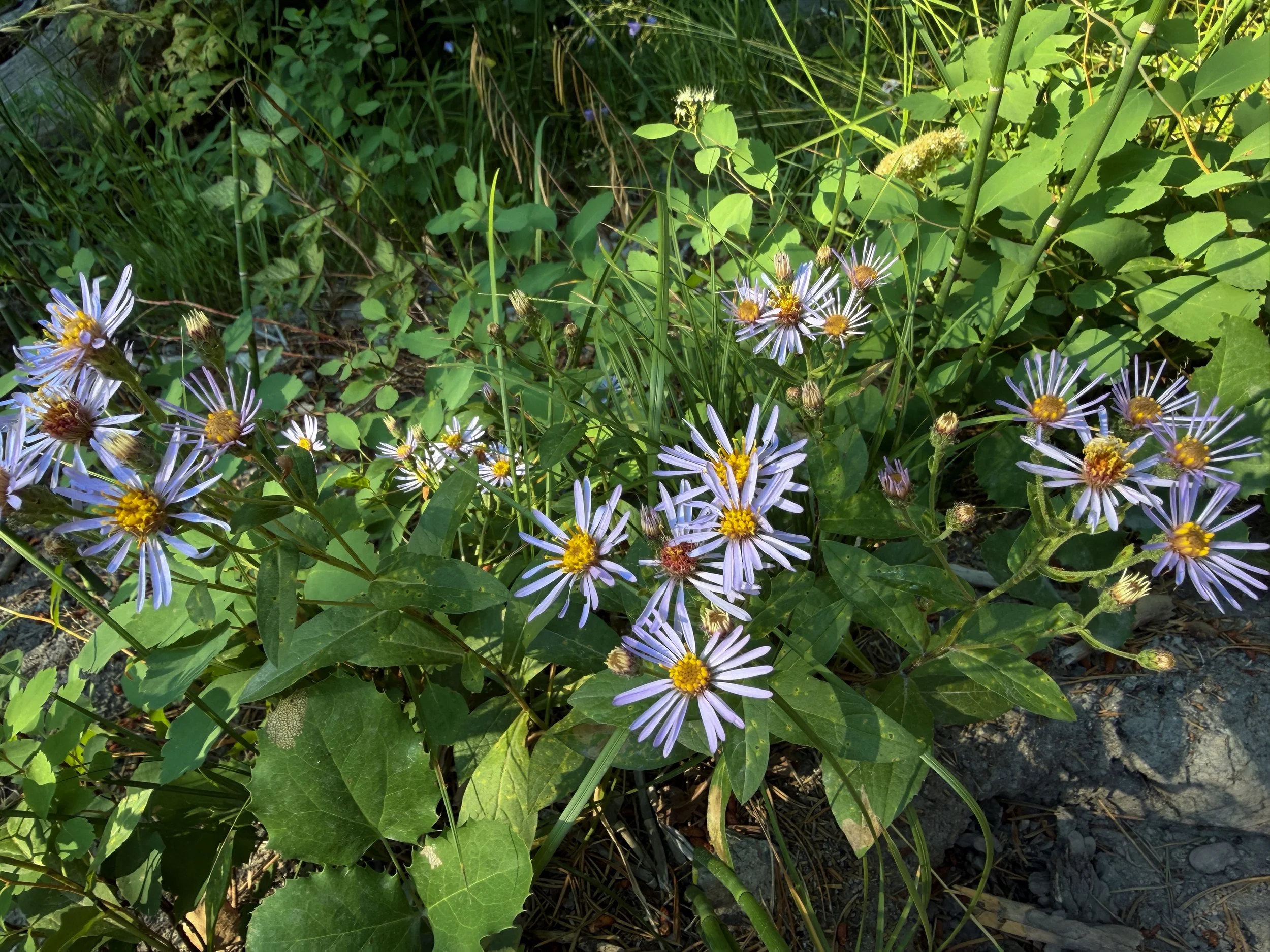 Western Showy Aster Eurybia conspicua