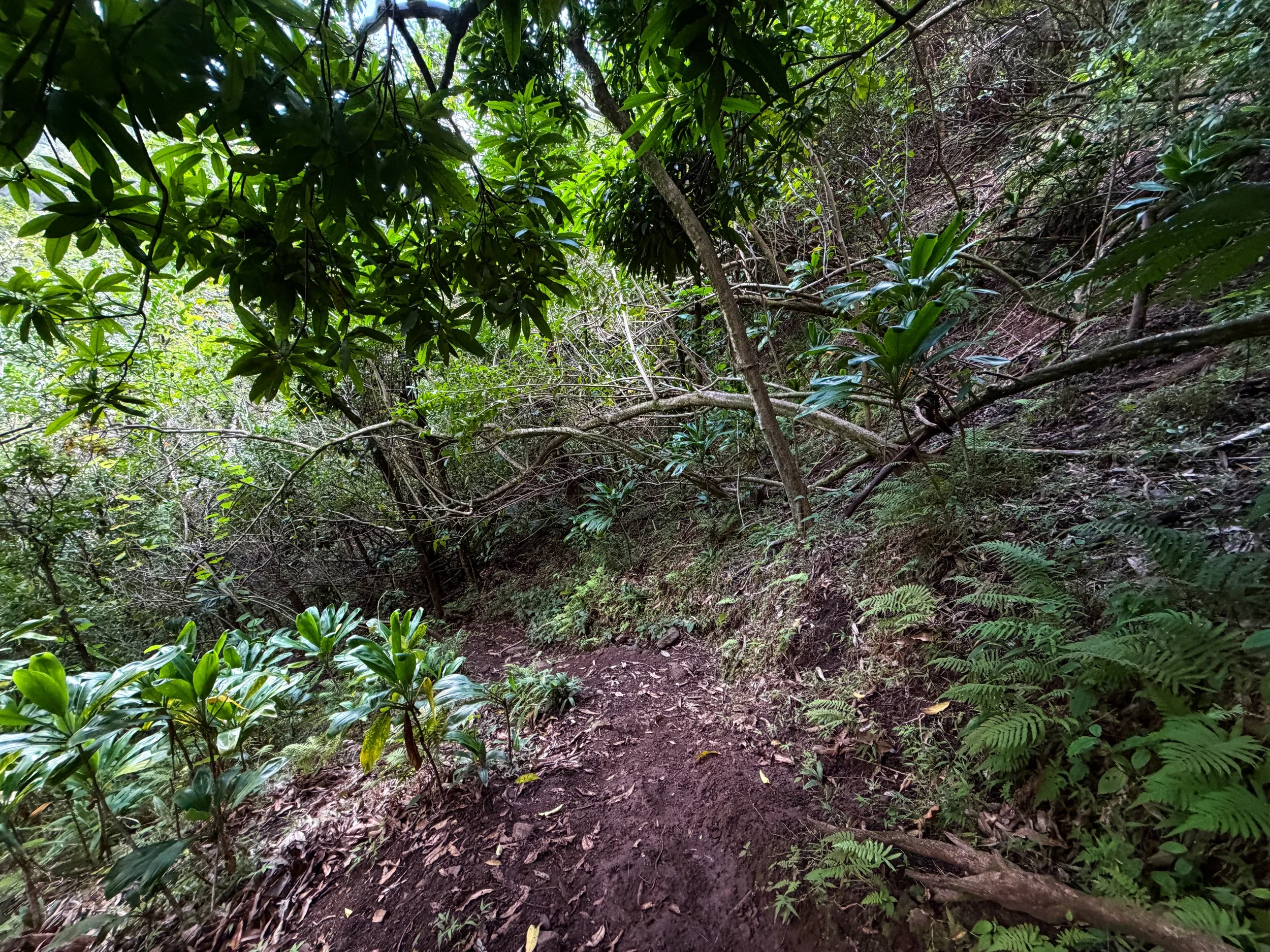 Kaau Crater Trail Oahu Hawaii