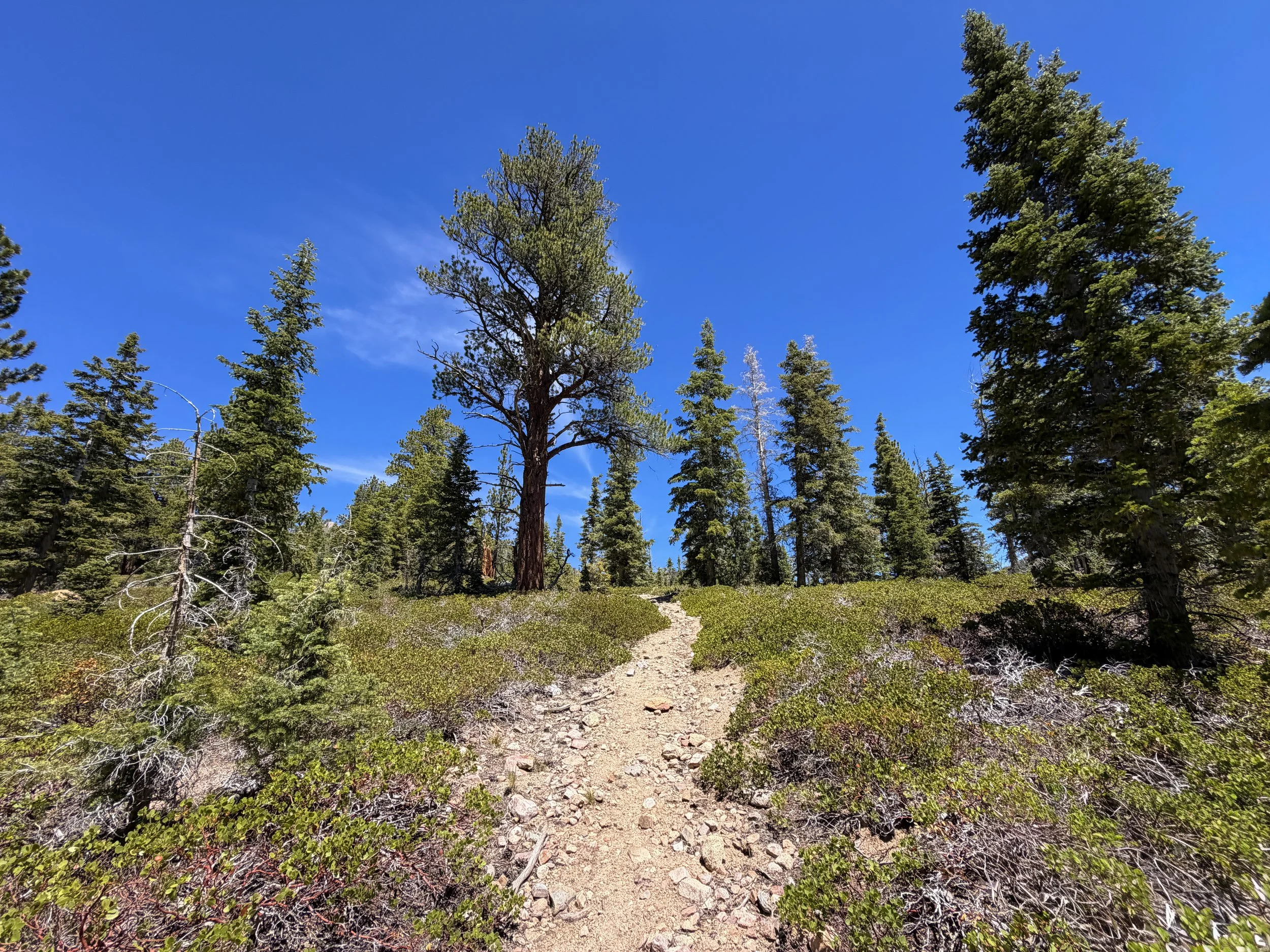 Dead Lake Trail Great Basin National Park Nevada