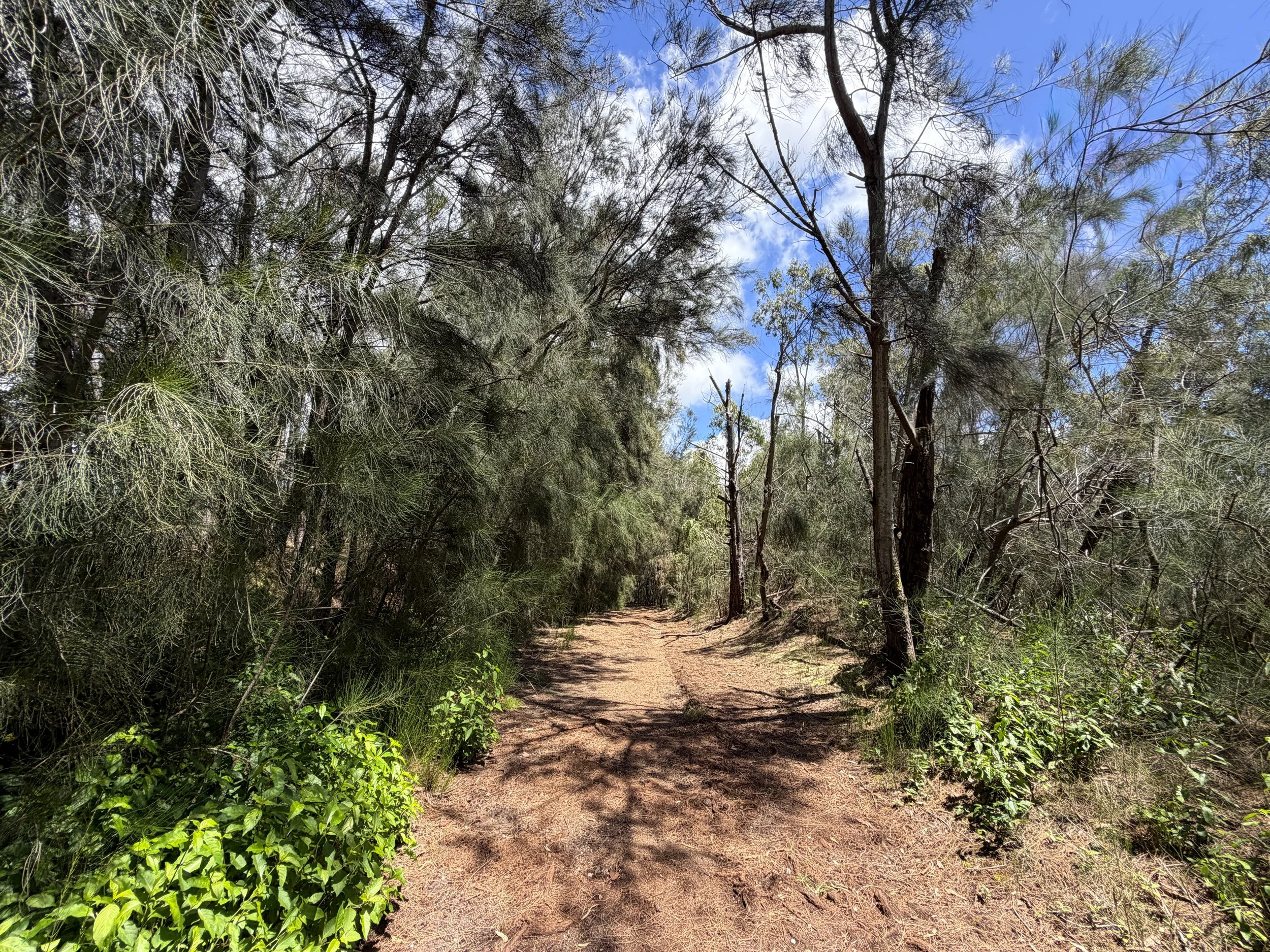 Waimano Falls Trail Oahu Hawaii