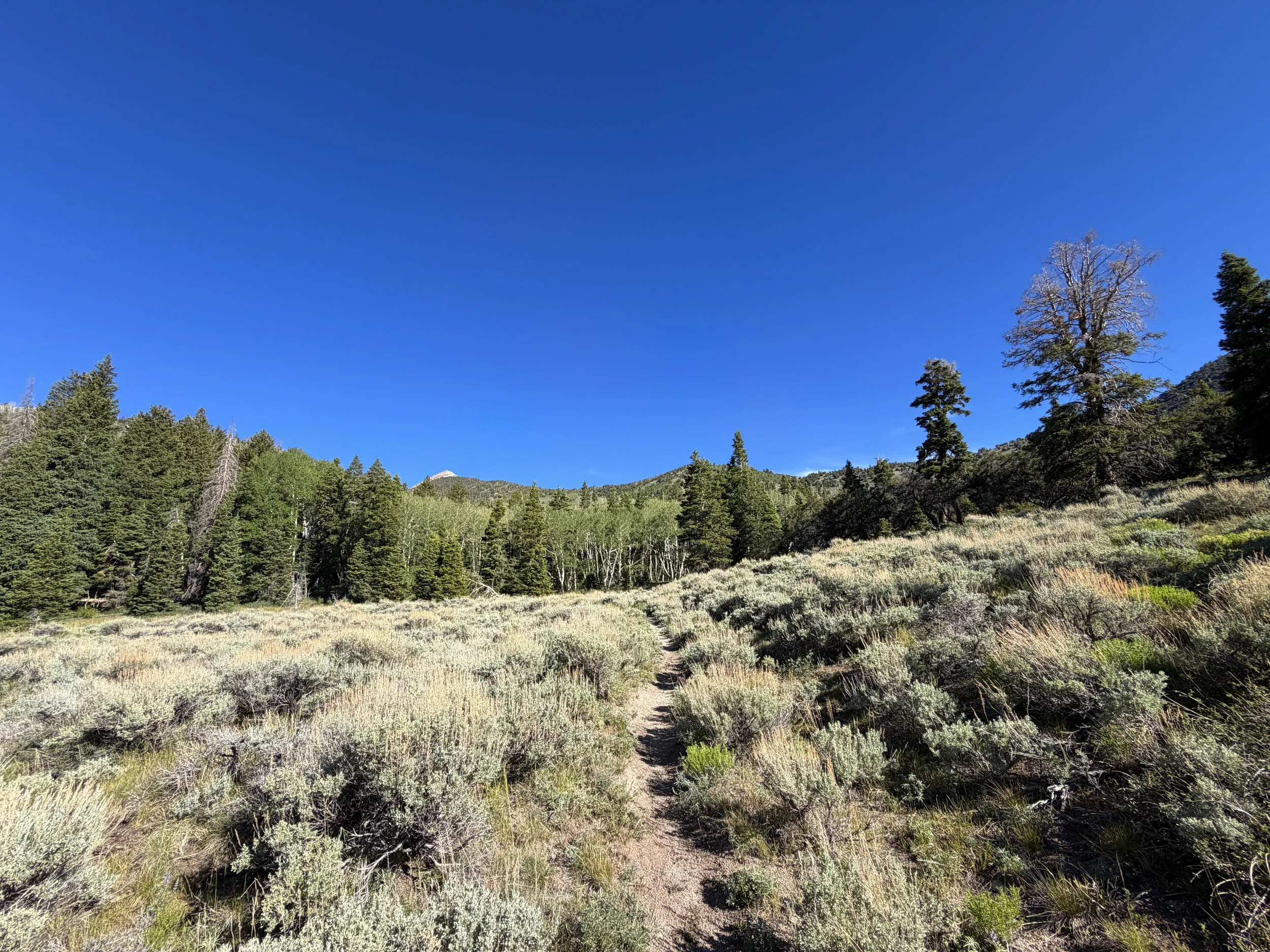 Johnson Lake Trail Great Basin National Park Nevada