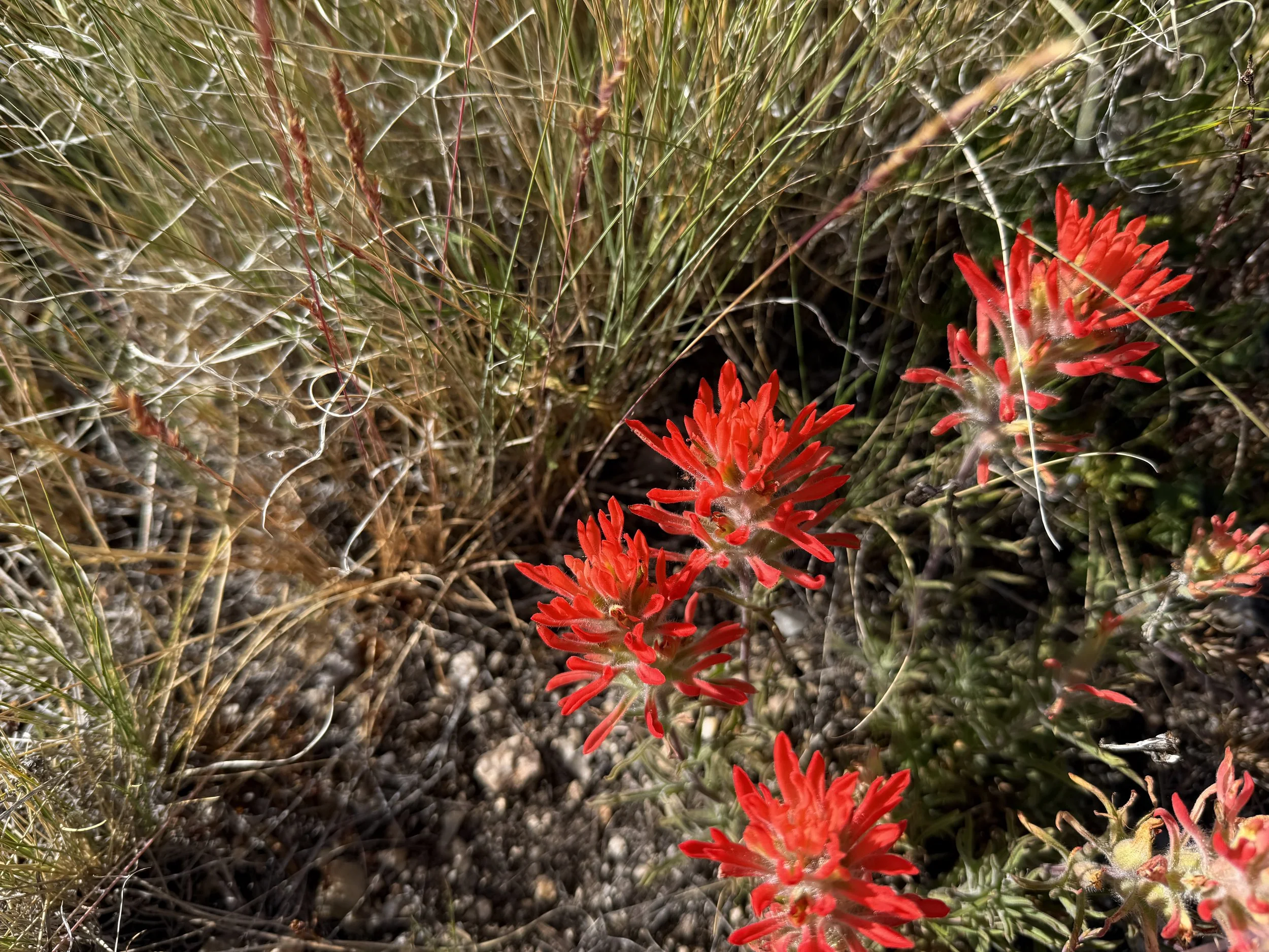Paintbrush Castilleja sp