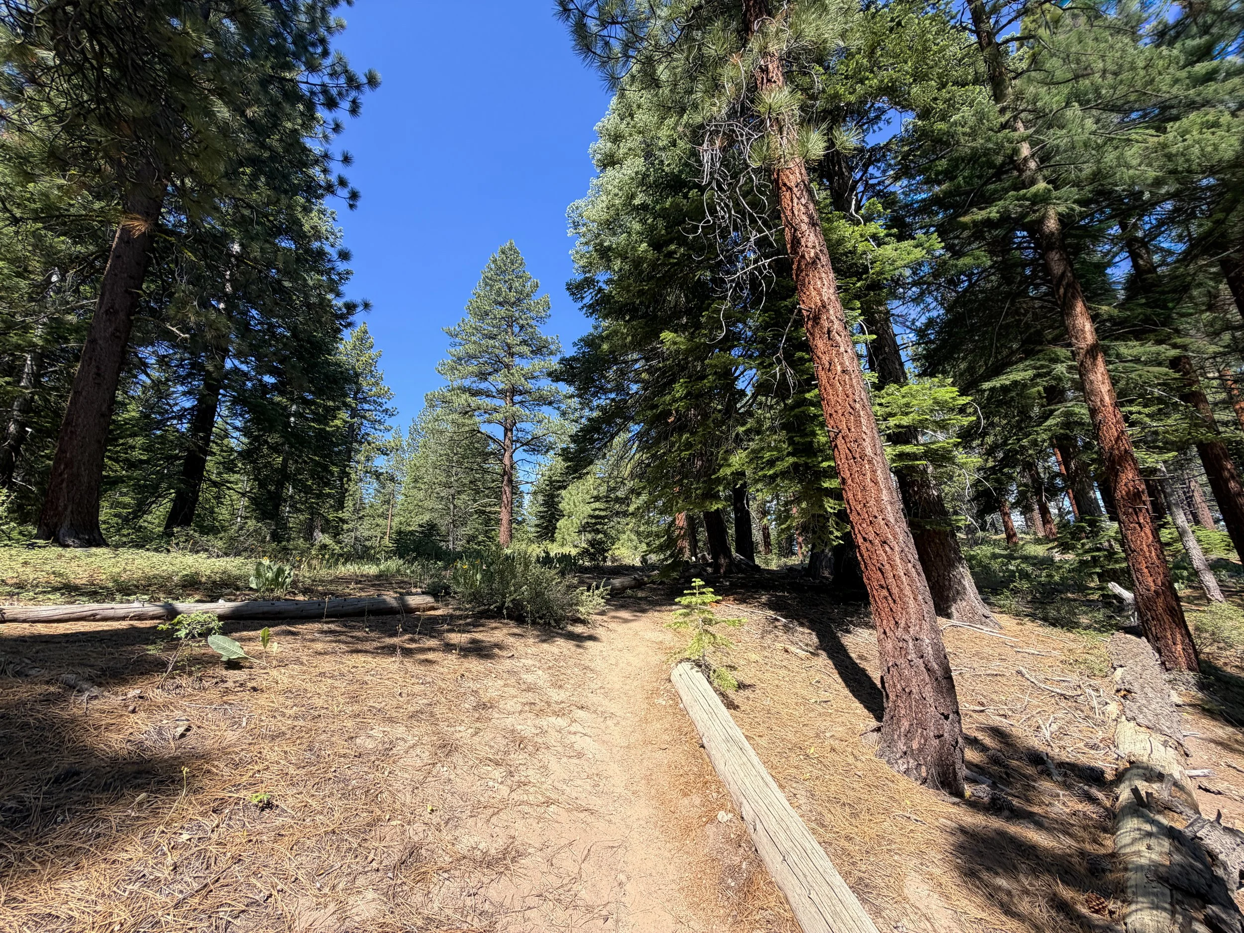 Captain Pomin Trail Lake Tahoe Nevada