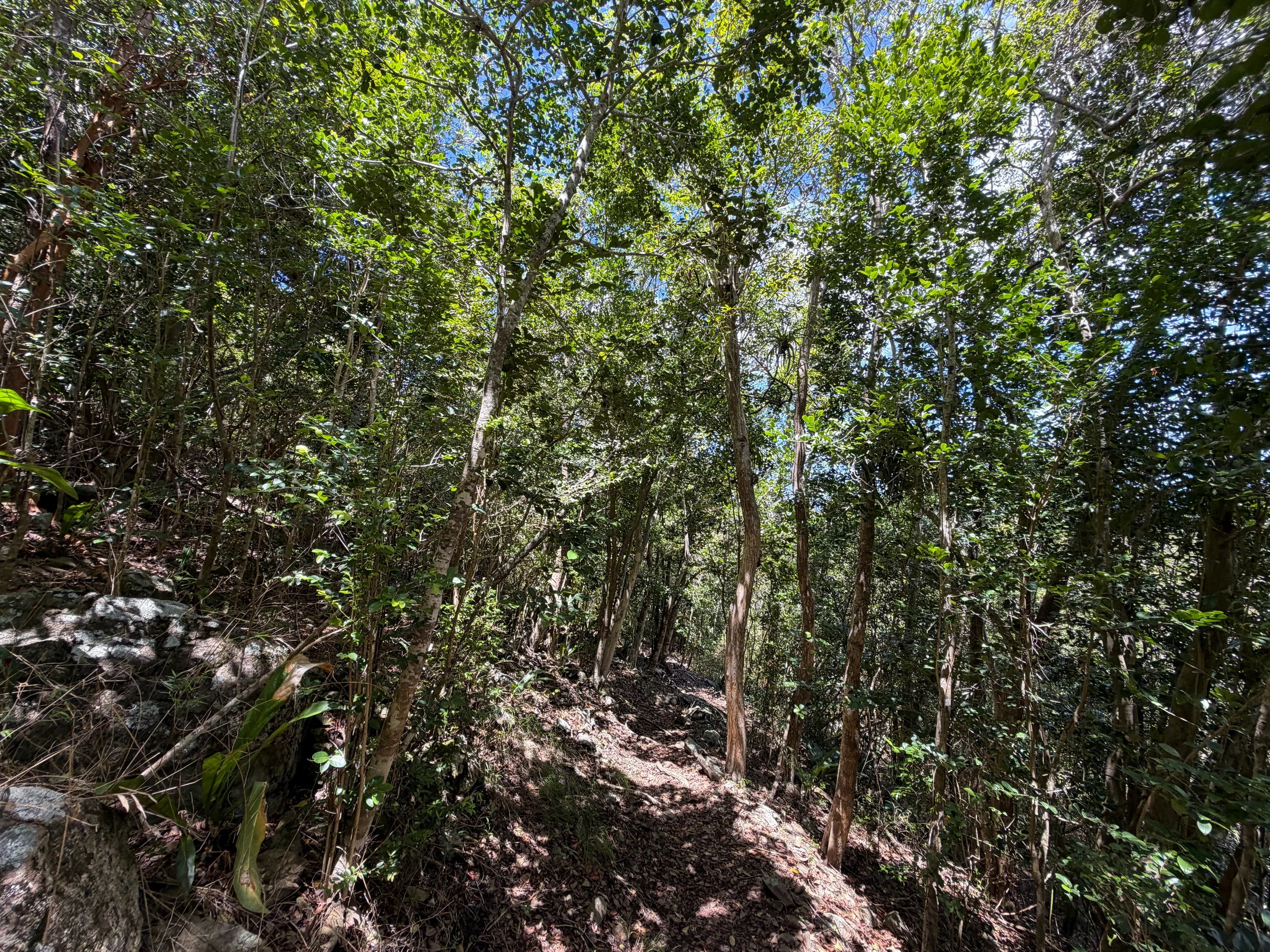 Caneel Hill Trail Virgin Islands National Park