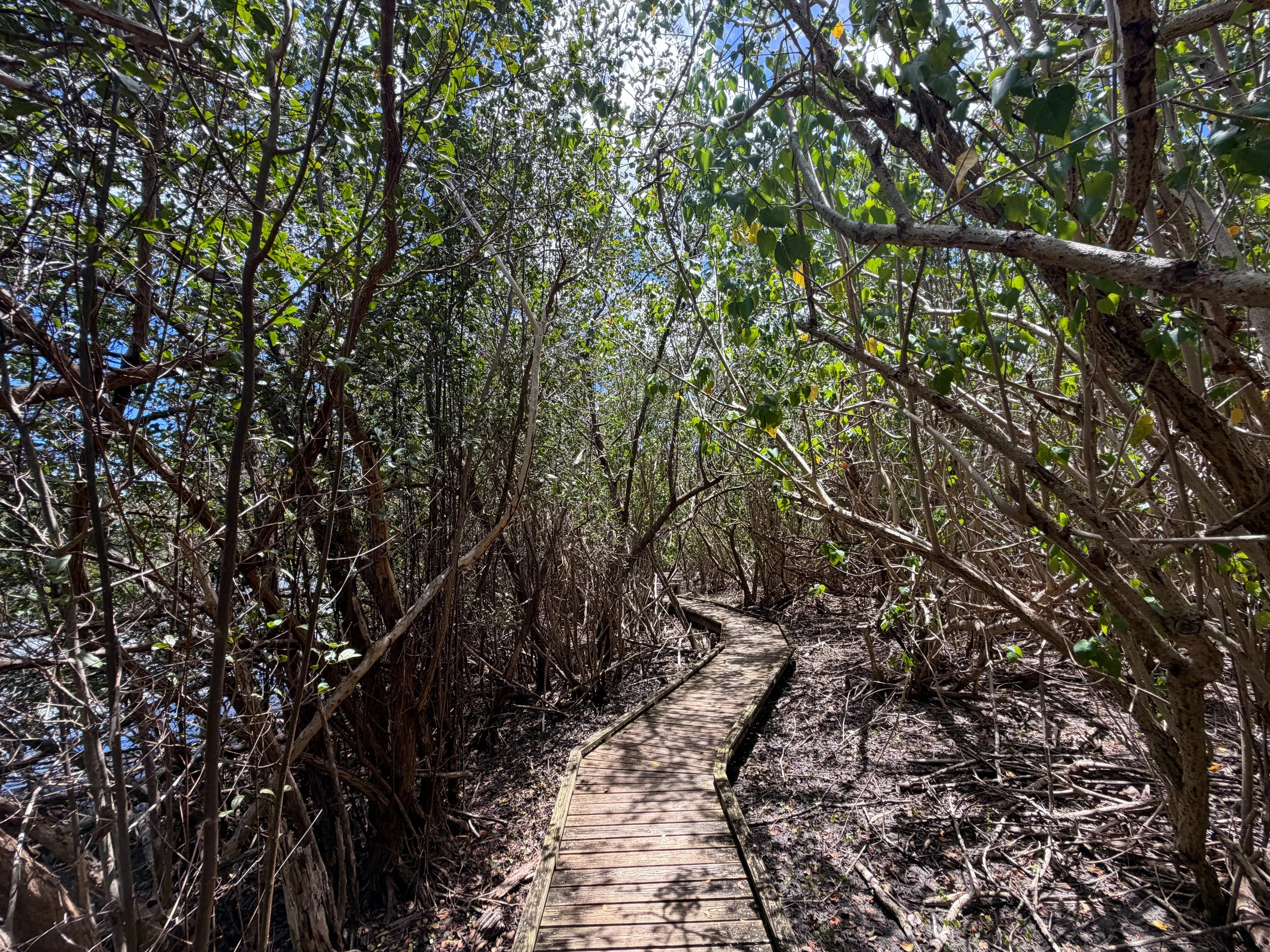 Francis Bay Loop Trail Virgin Islands National Park
