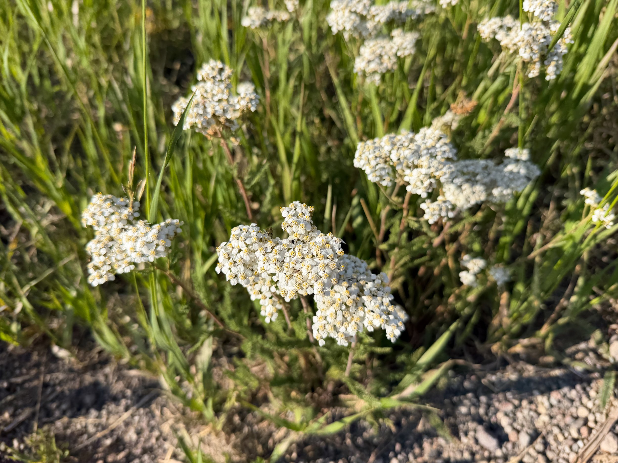 Common Yarrow Achillea millefolium