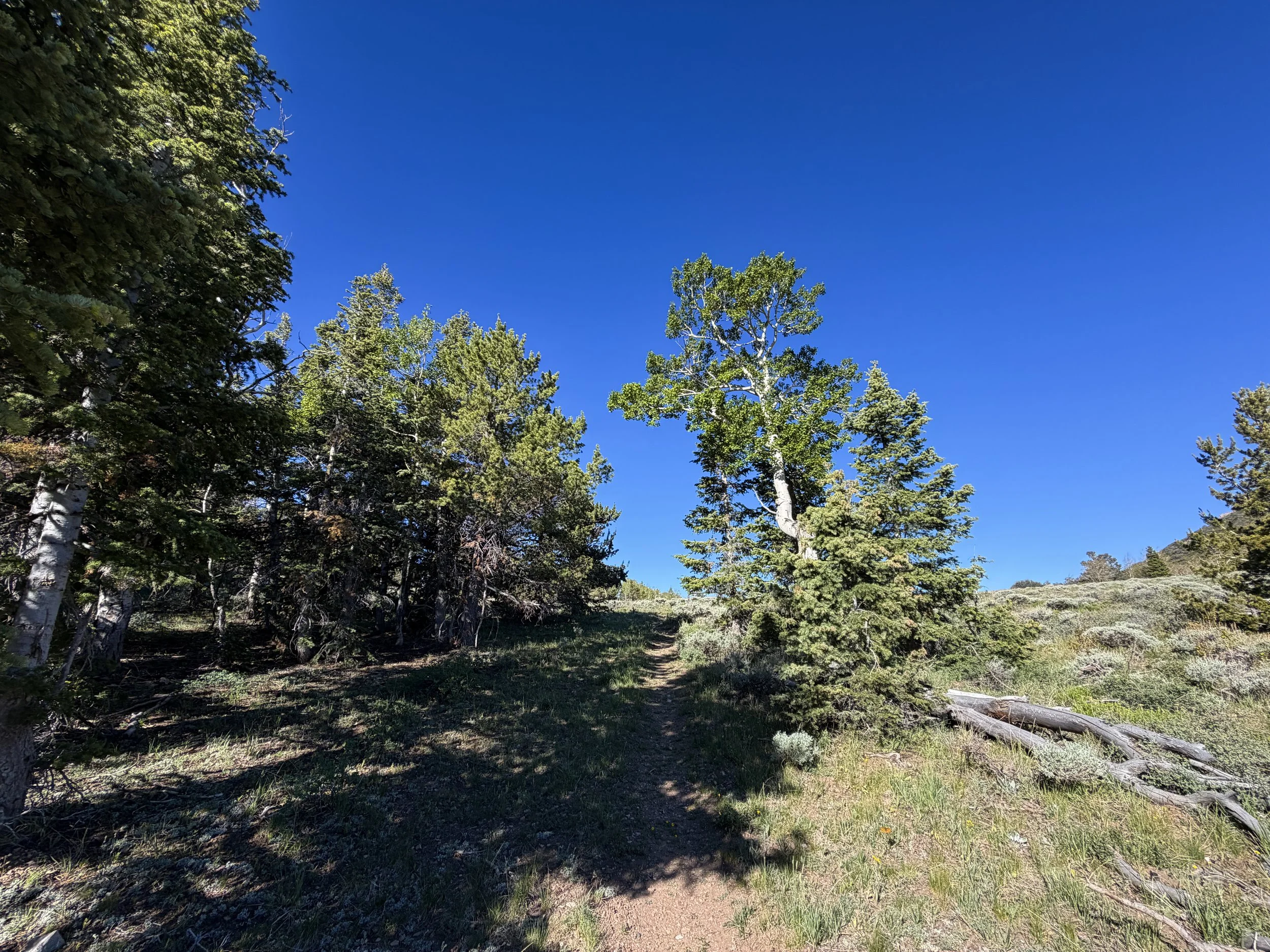 Upper Strawberry Trail Great Basin National Park Nevada