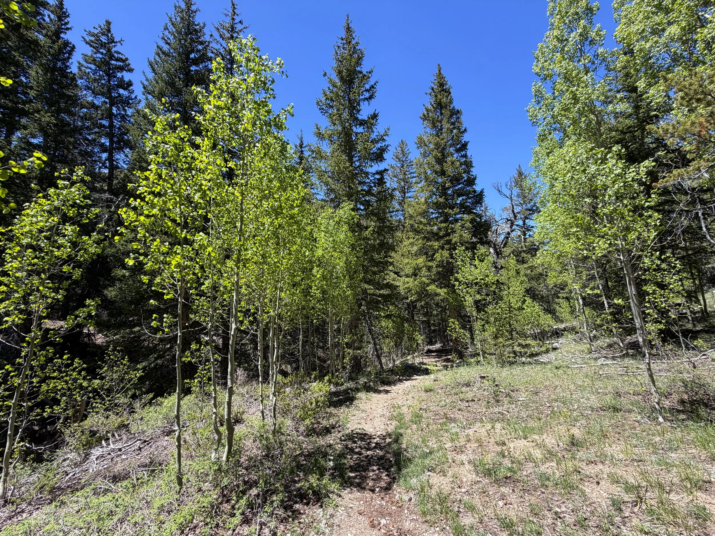 Timber Creek Loop Trail Great Basin National Park Nevada