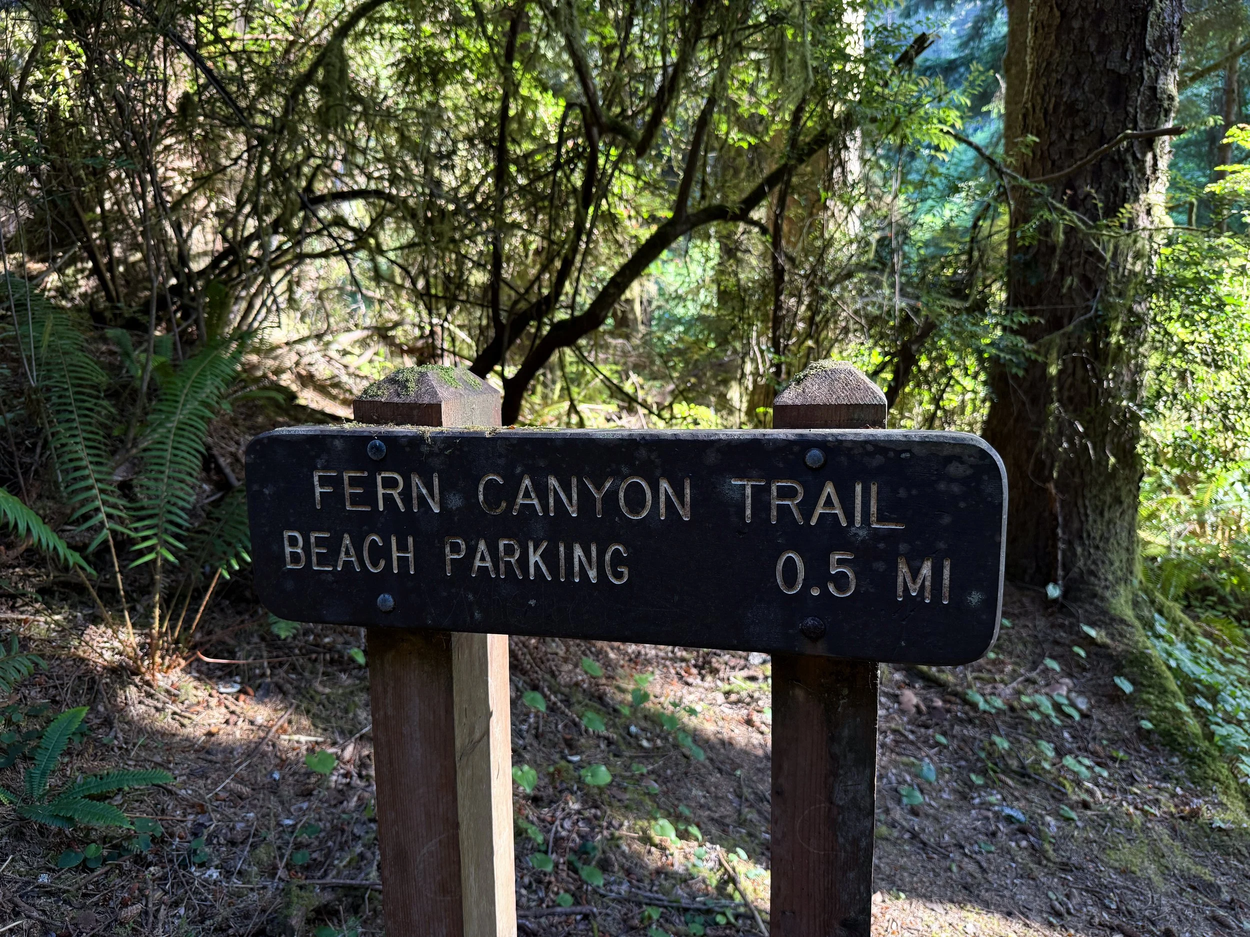 Fern Canyon Loop Trail Prairie Creek Redwoods State Park California