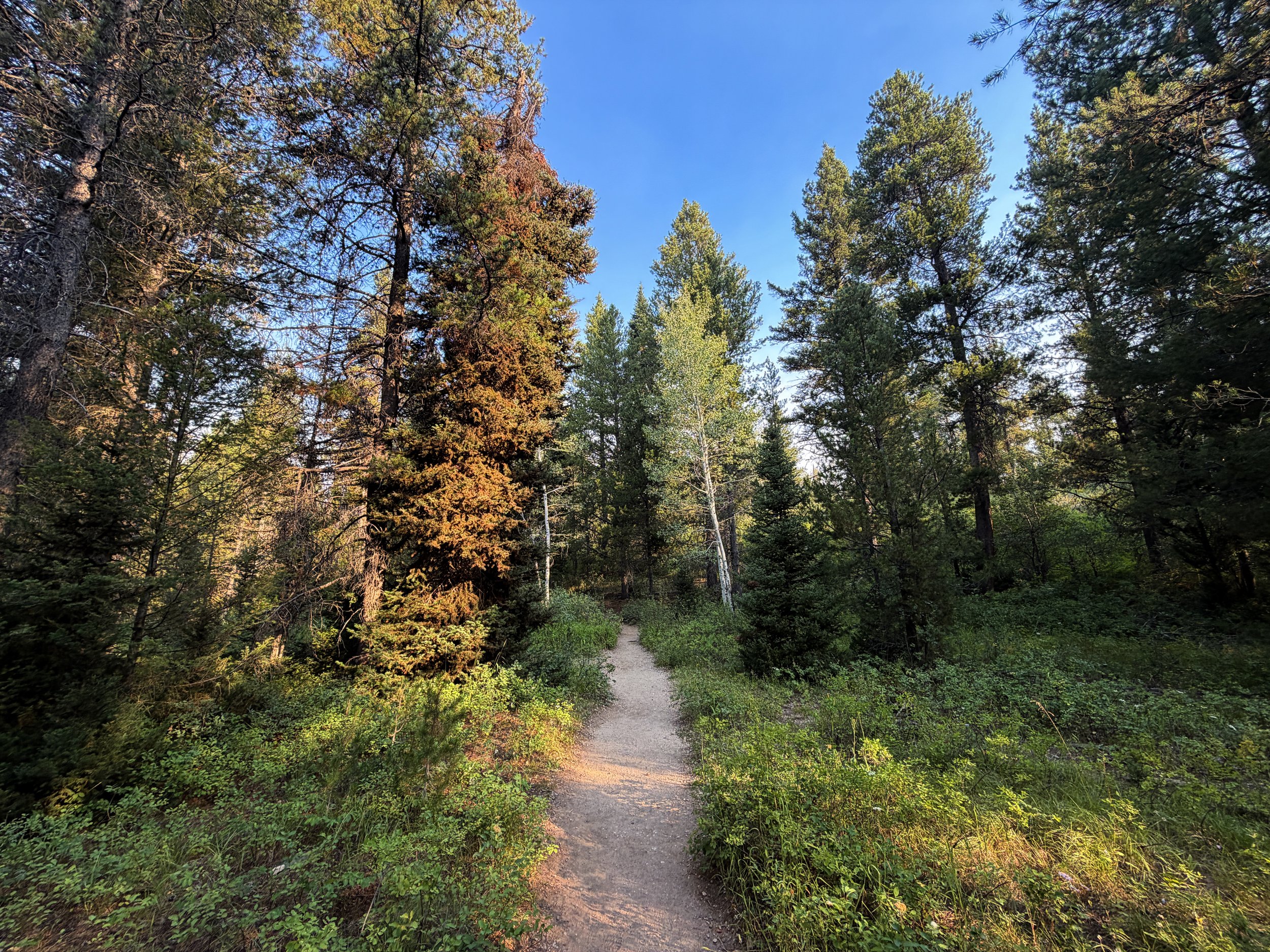 Aspen Ridge Trail Grand Teton National Park Wyoming