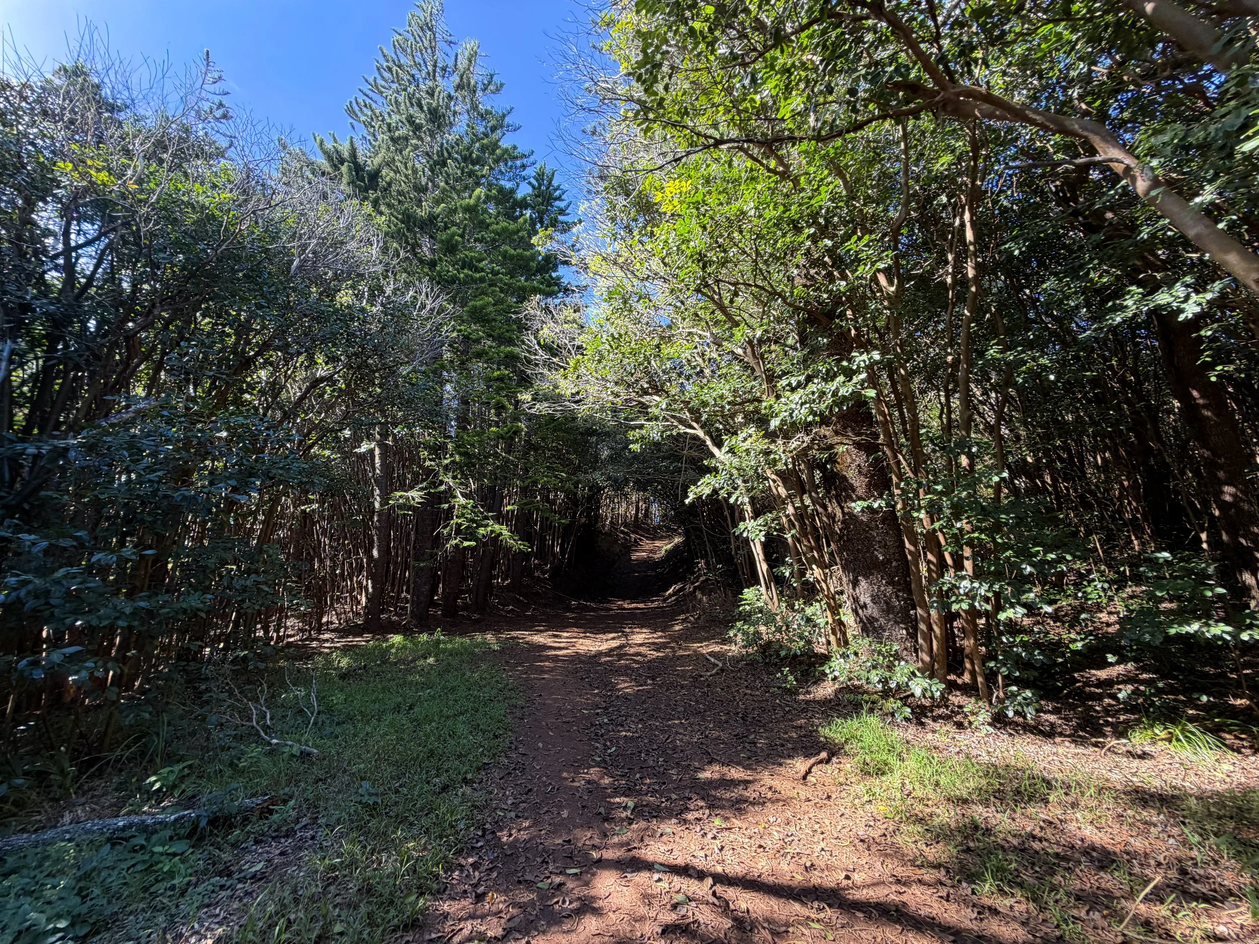 Wiliwilinui Ridge Hike Oahu Hawaii