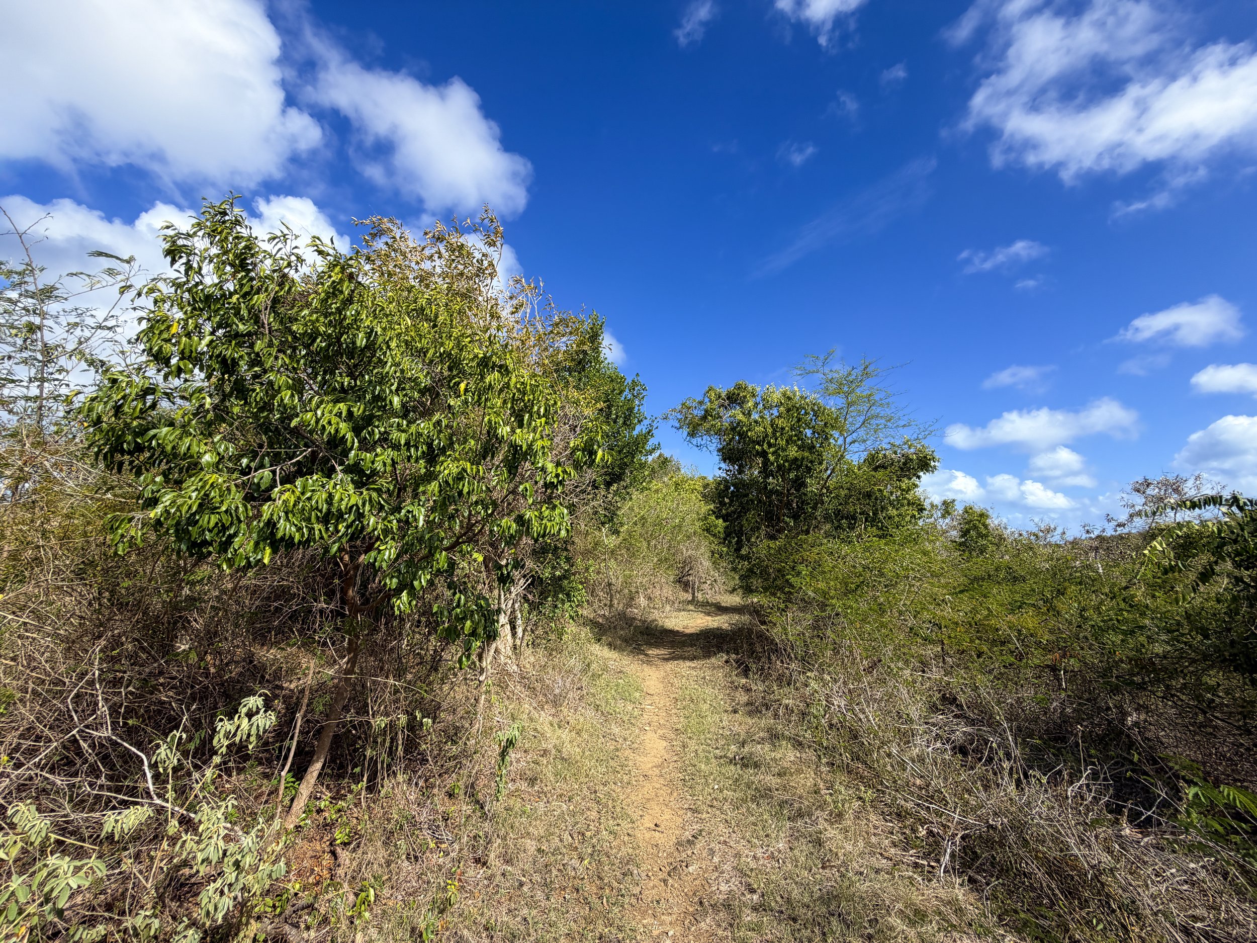 Johnny Horn Trail Virgin Islands National Park