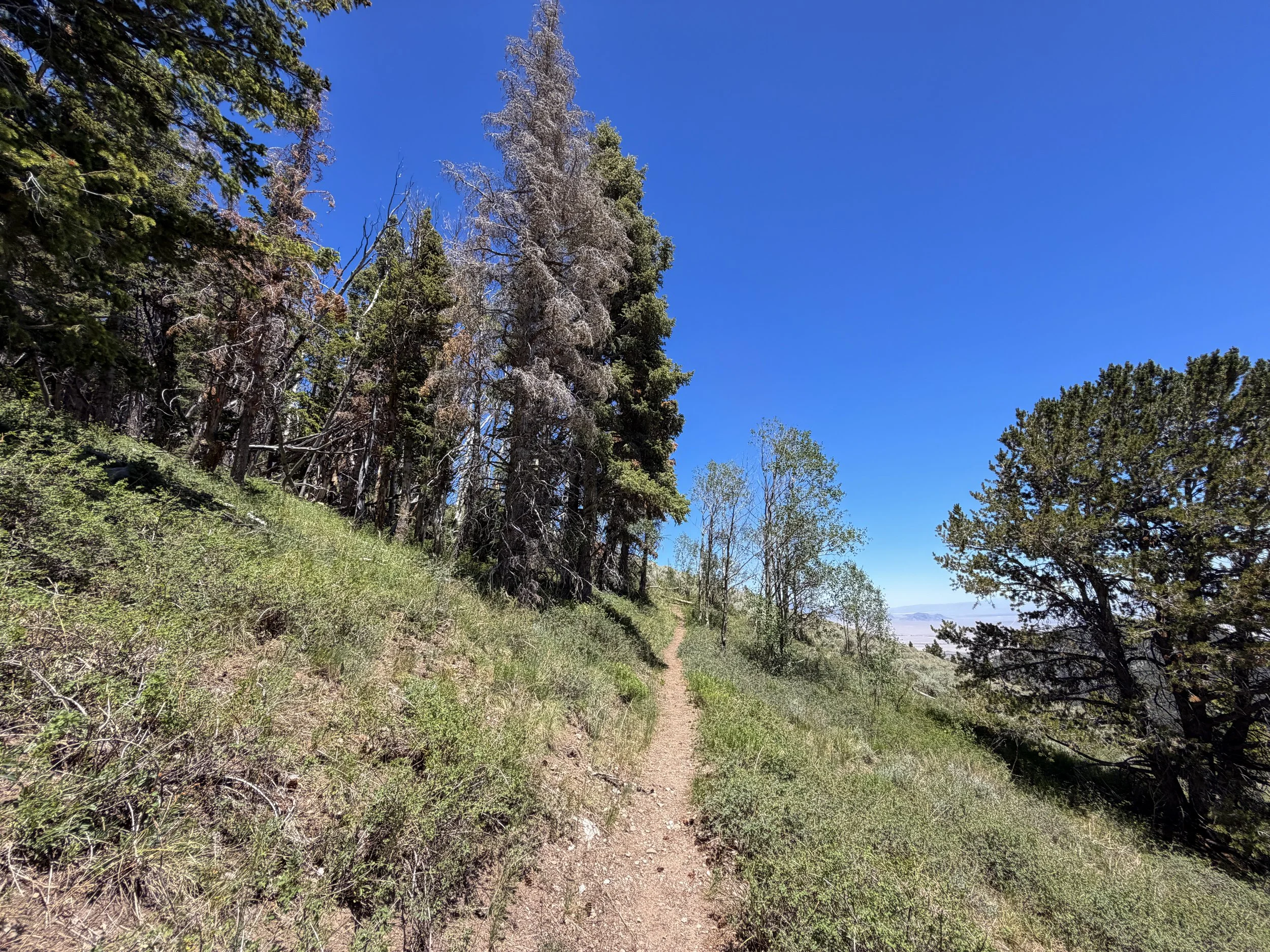Timber Creek Loop Hike Great Basin National Park Nevada