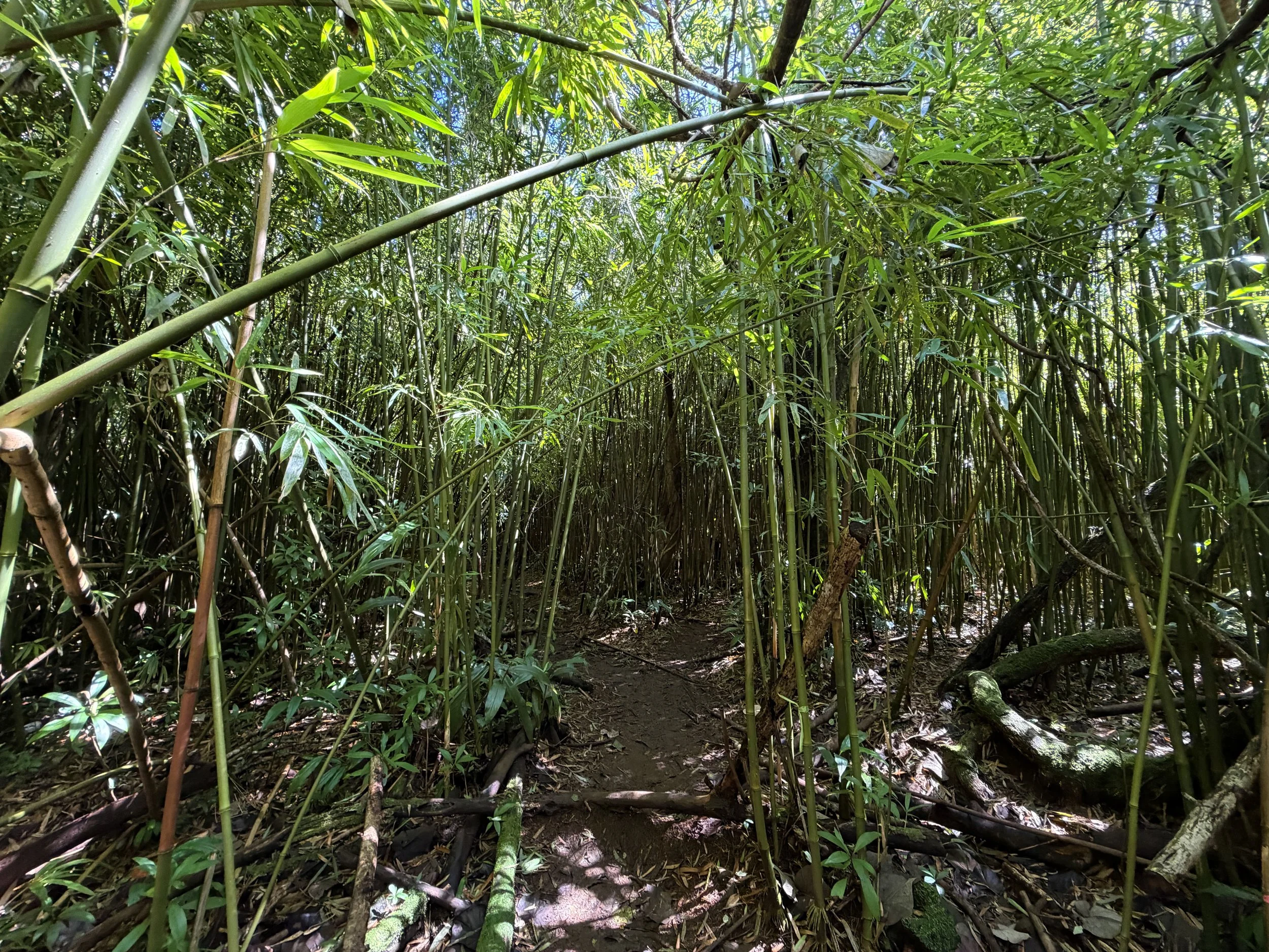 Lulumahu Falls Hike Oahu Hawaii