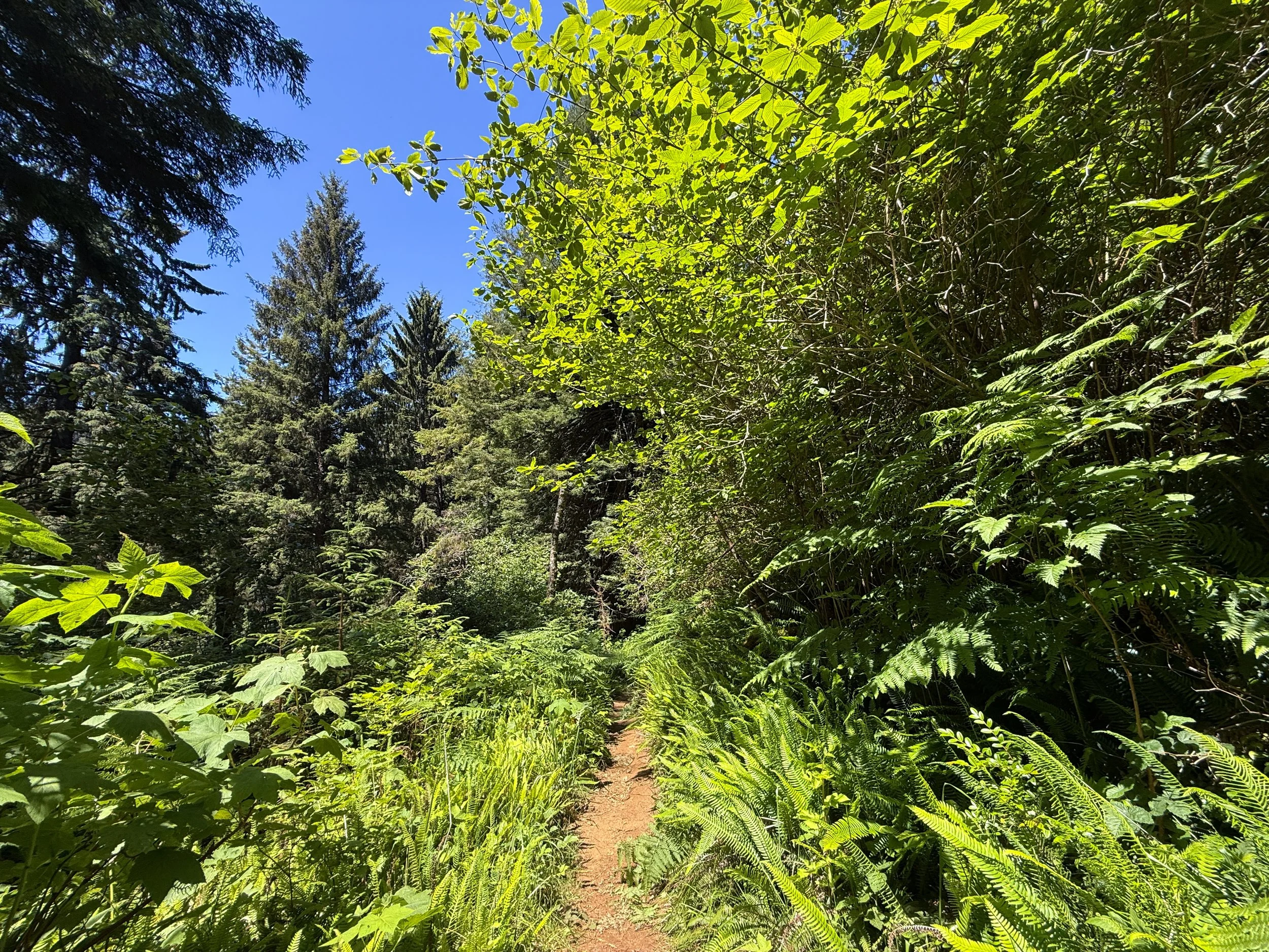 Ossagon Trail to Gold Bluffs Beach Prairie Creek Redwoods State Park California