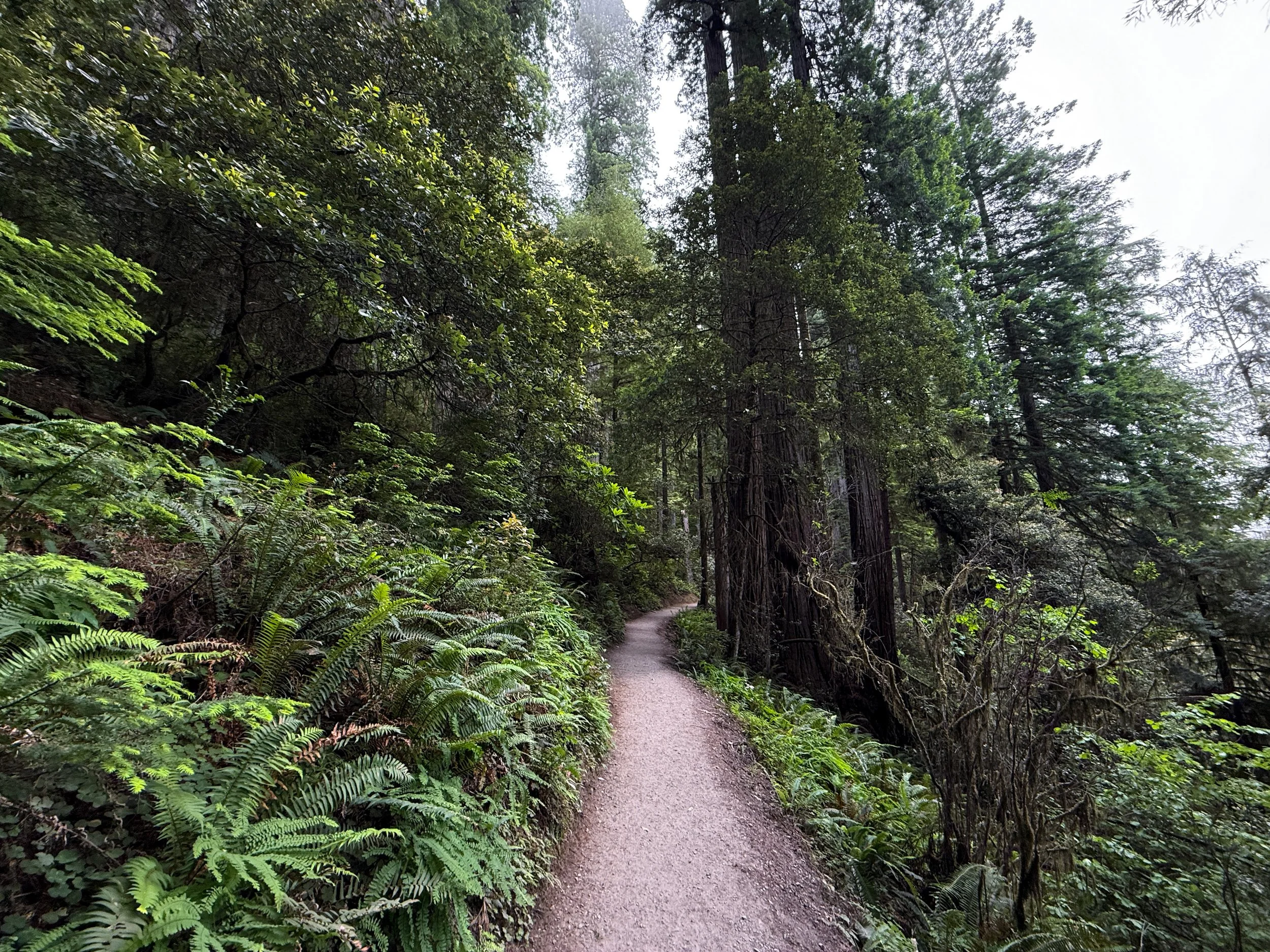 Grove of the Titans Trail Jedediah Smith Redwoods State Park California