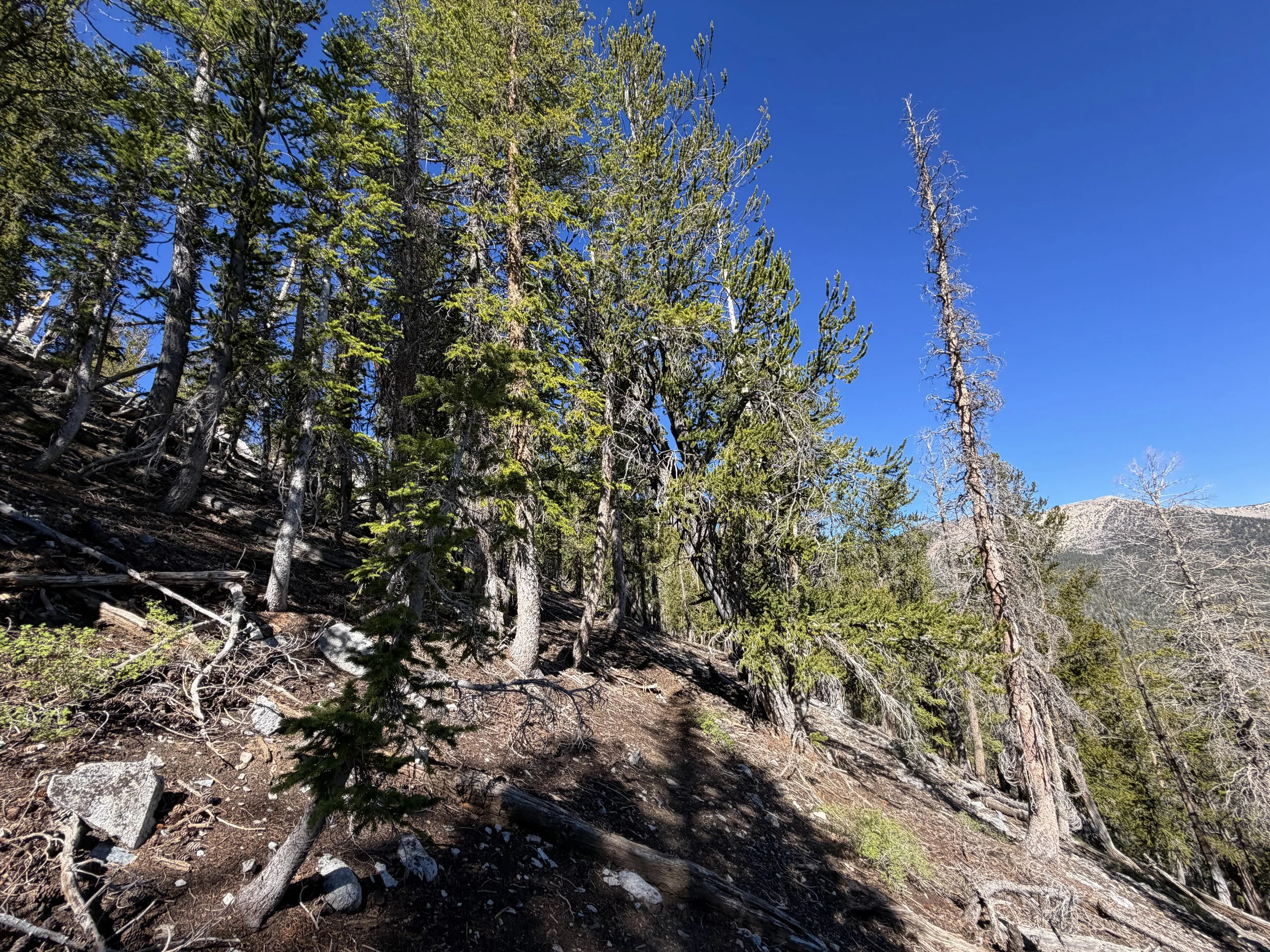 Snake Divide Trail Great Basin National Park Nevada