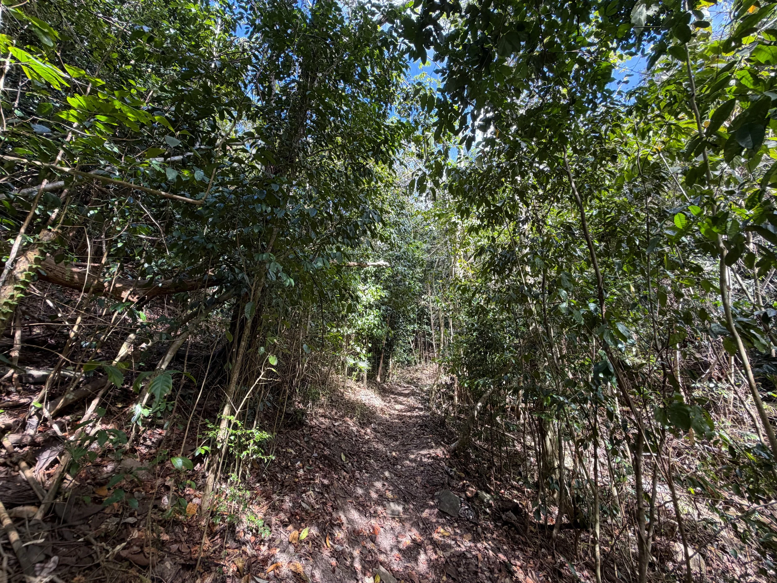 Cinnamon Bay Trail Virgin Islands National Park