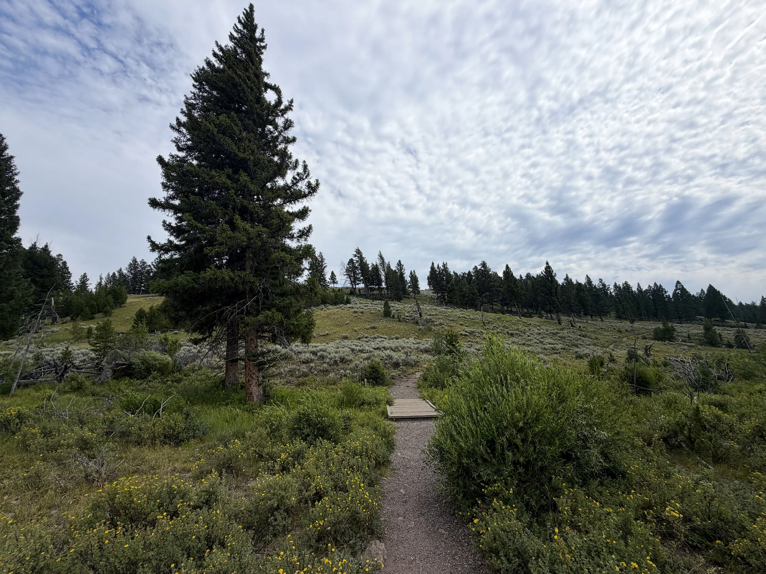 Wraith Falls Trail Yellowstone National Park Wyoming