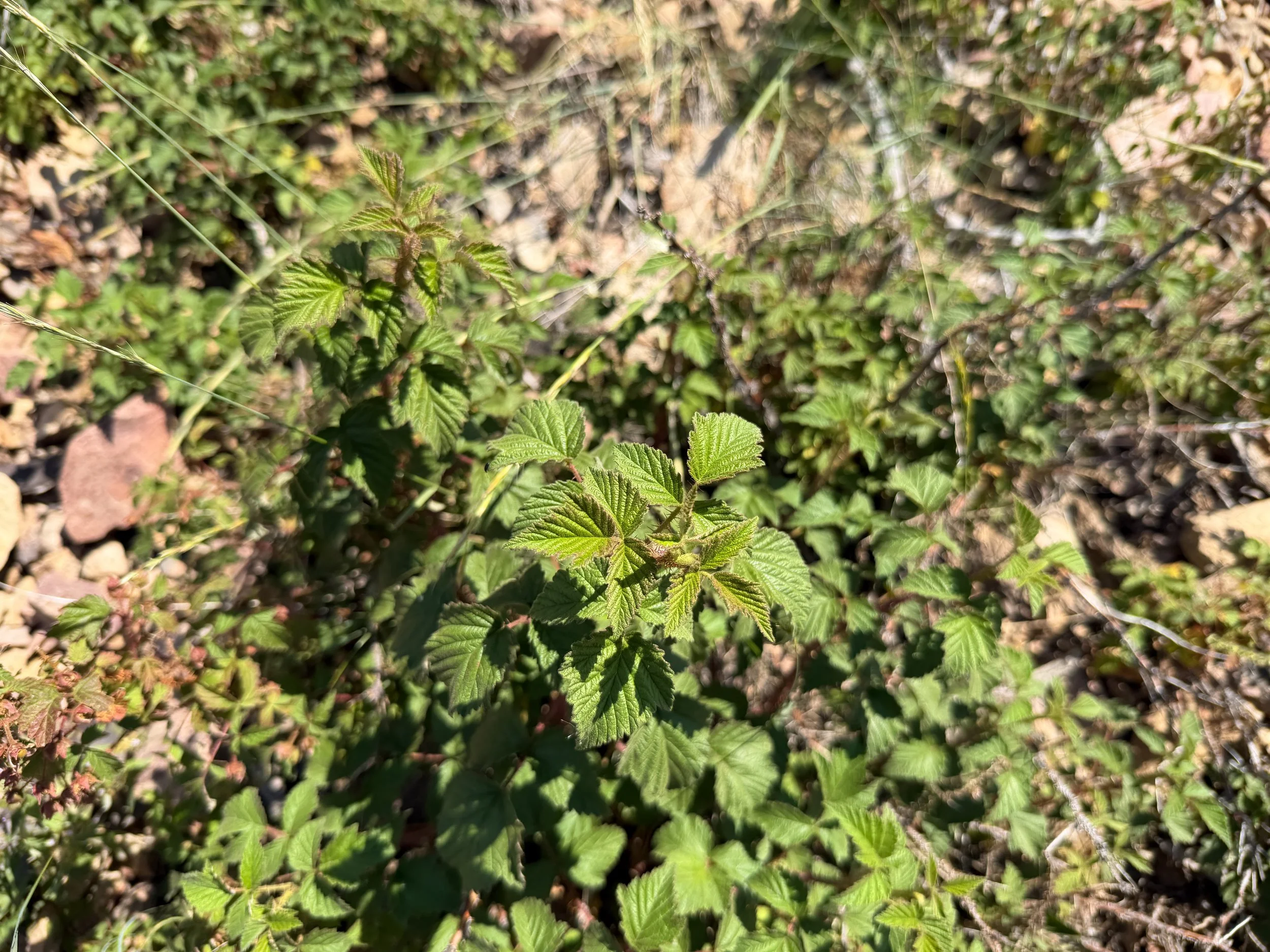 American Red Raspberry Rubus idaeus subsp. strigosus