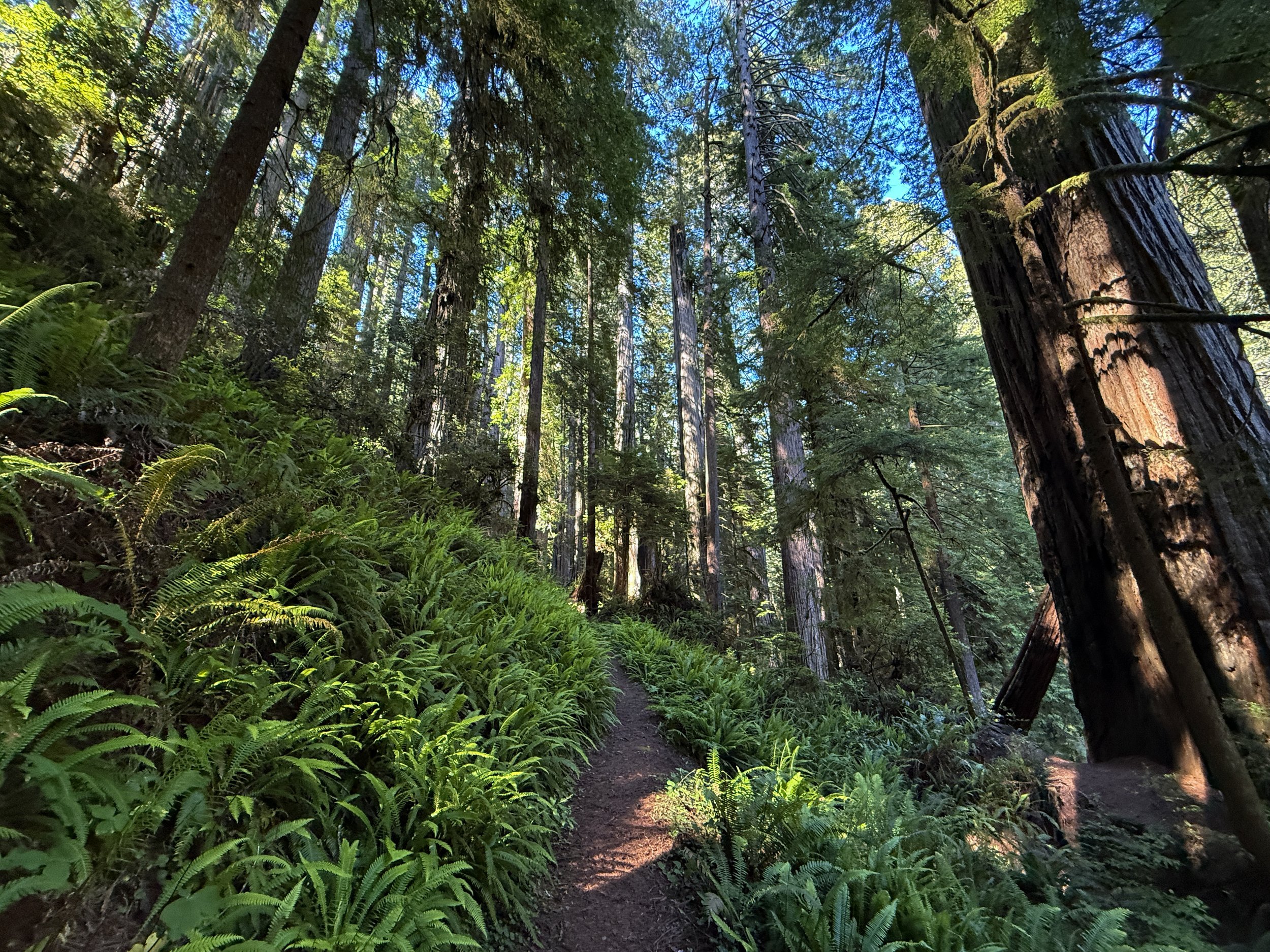 Moorman Pond Hike Prairie Creek Redwoods State Park California