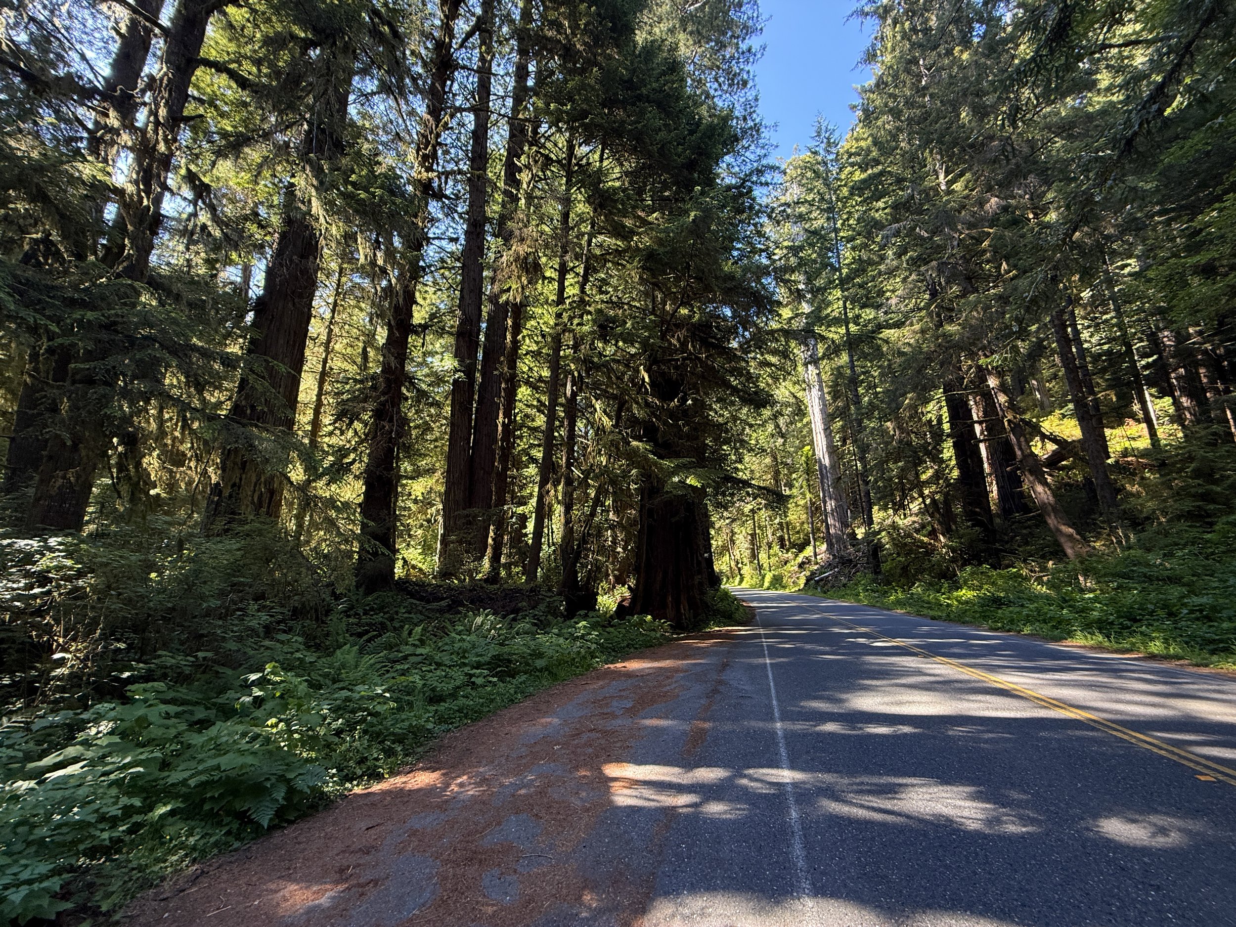 Moorman Pond Trailhead Parking Prairie Creek Redwoods State Park California