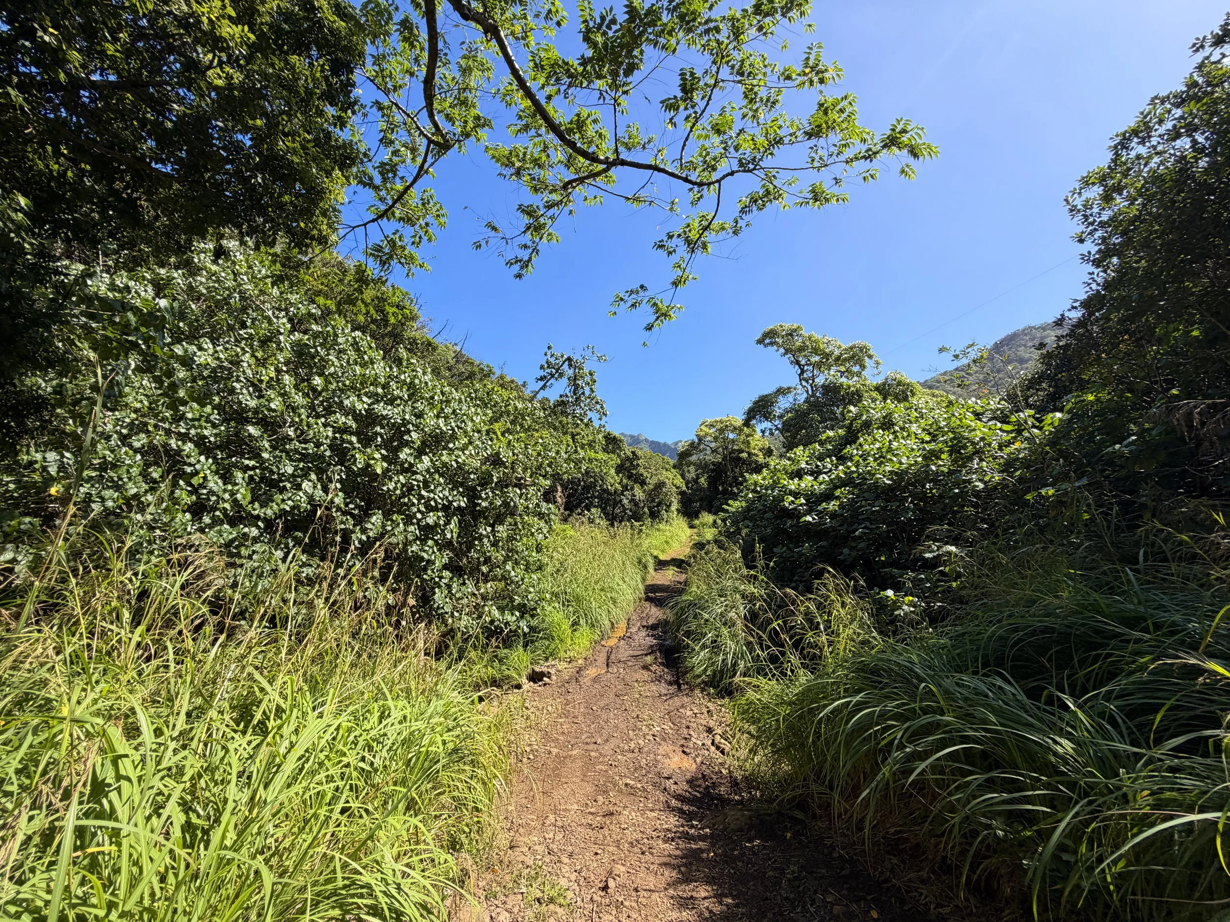 Kulanaahane Trail Moanalua Valley Oahu Hawaii