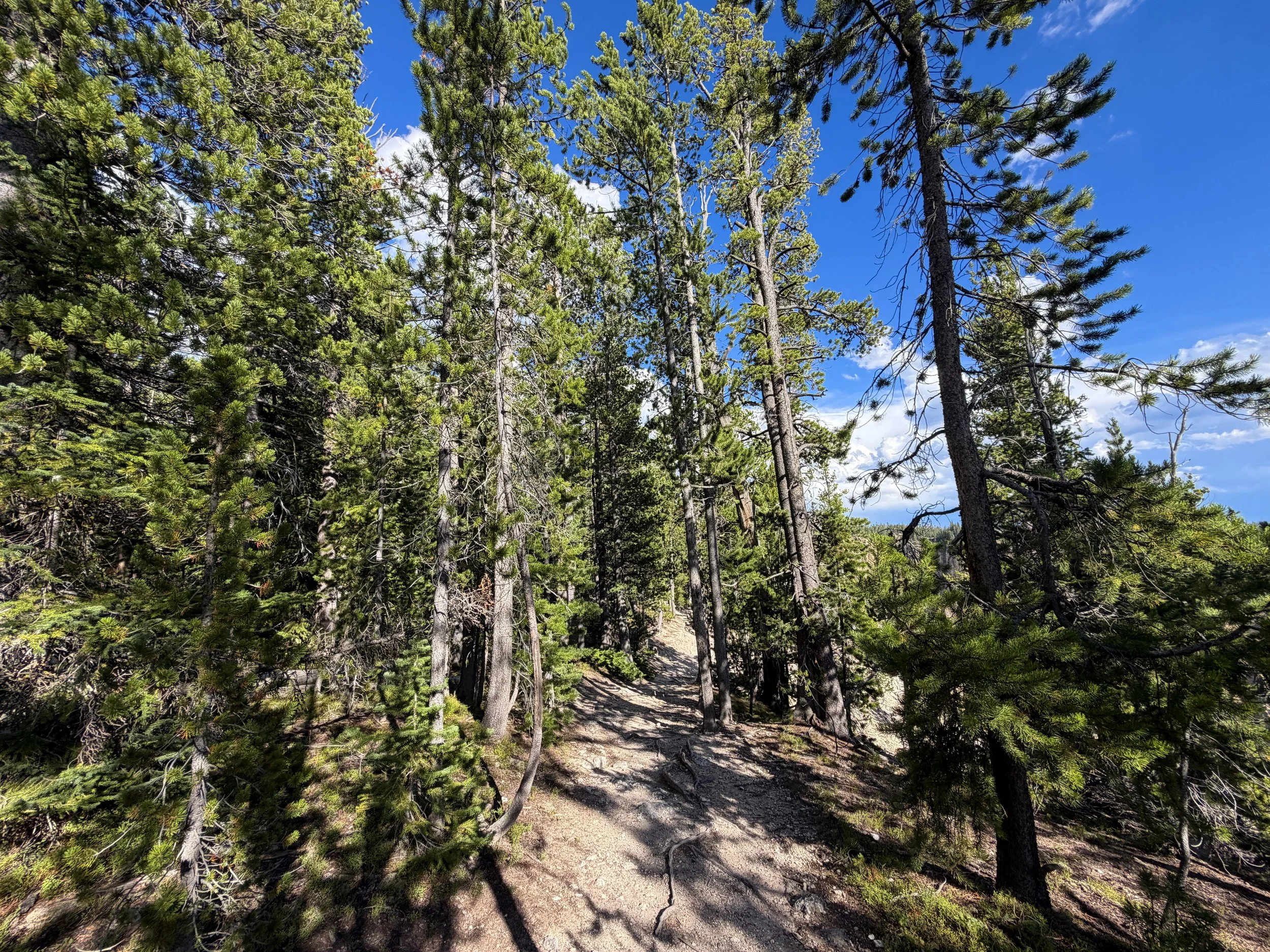 North Rim Trail Yellowstone National Park Wyoming