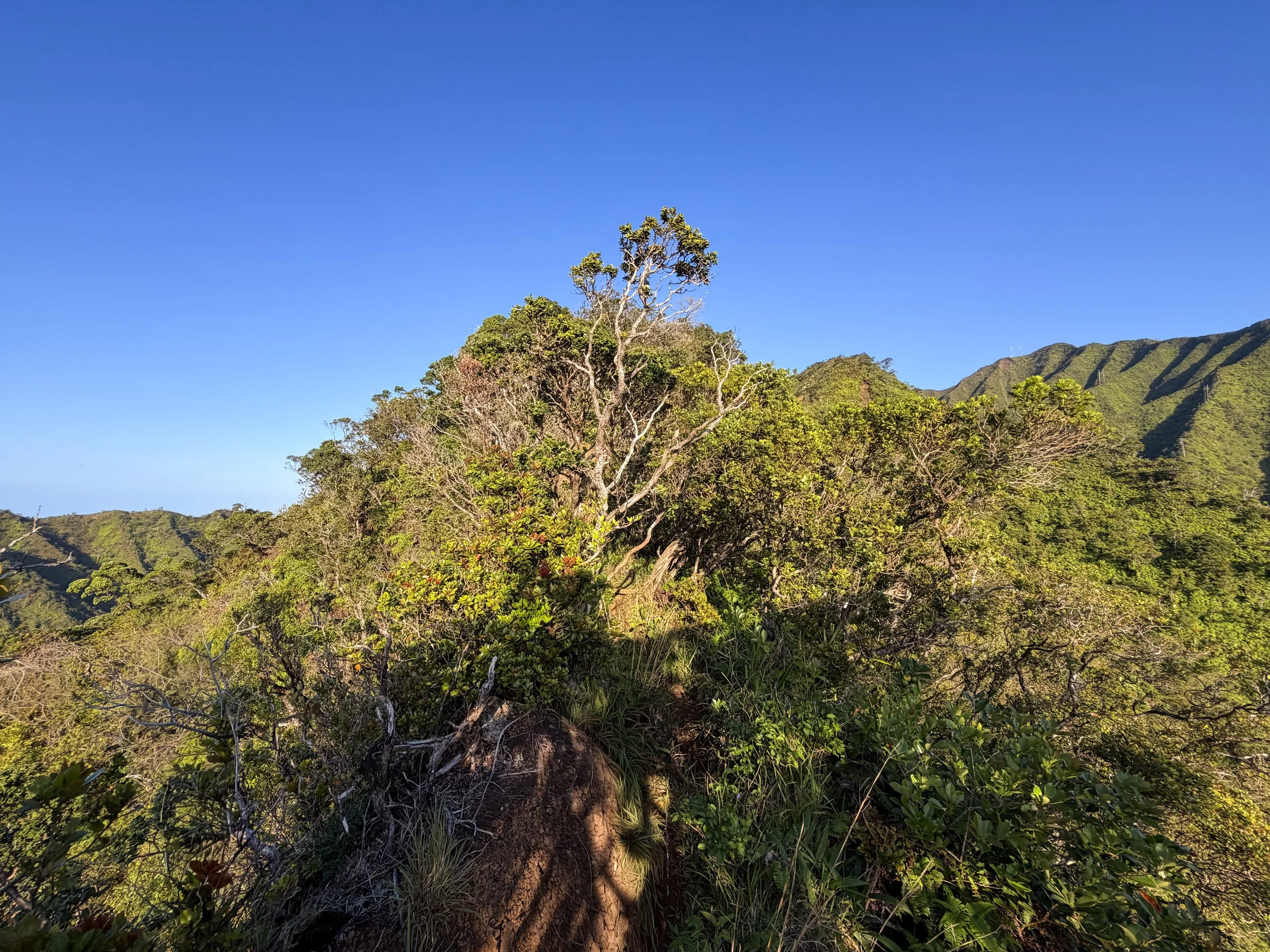 Moanalua Middle Ridge Hike Oahu Hawaii