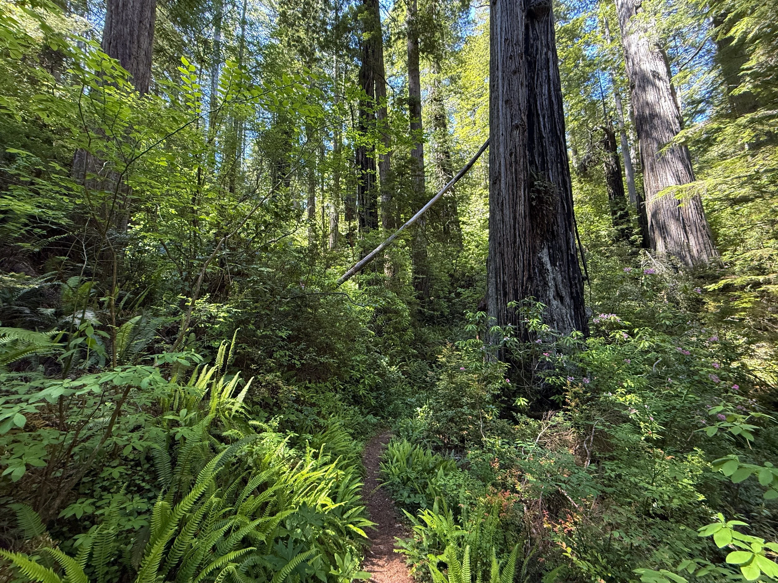 Ten Taypo Trail Prairie Creek Redwoods State Park California