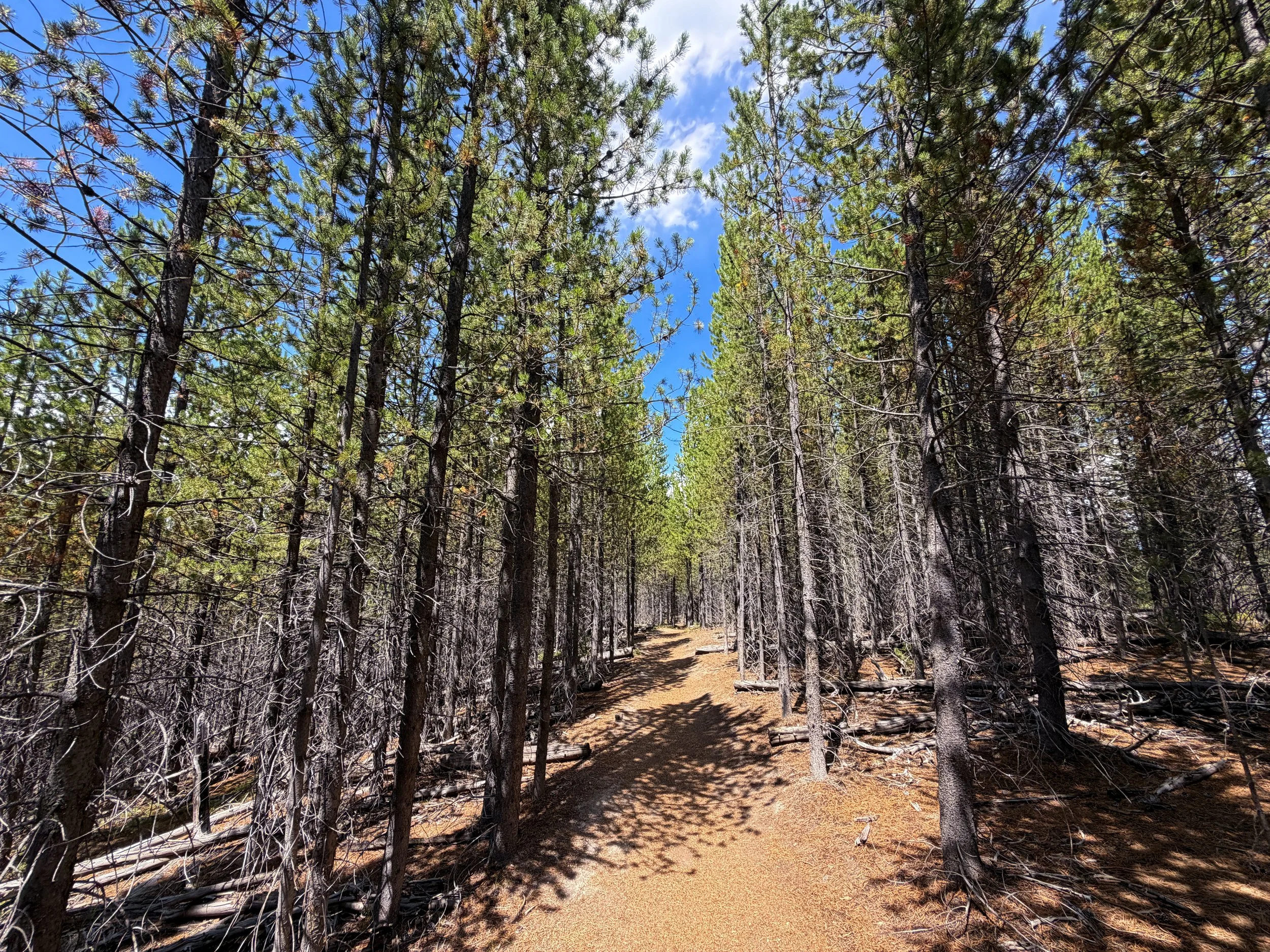 Duck Lake Hike Yellowstone National Park Wyoming