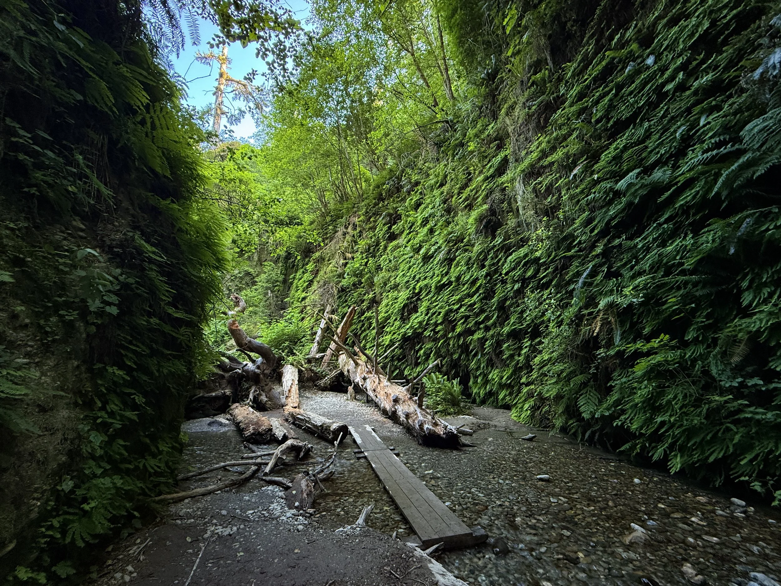 Fern Canyon Trail Prairie Creek Redwoods State Park California