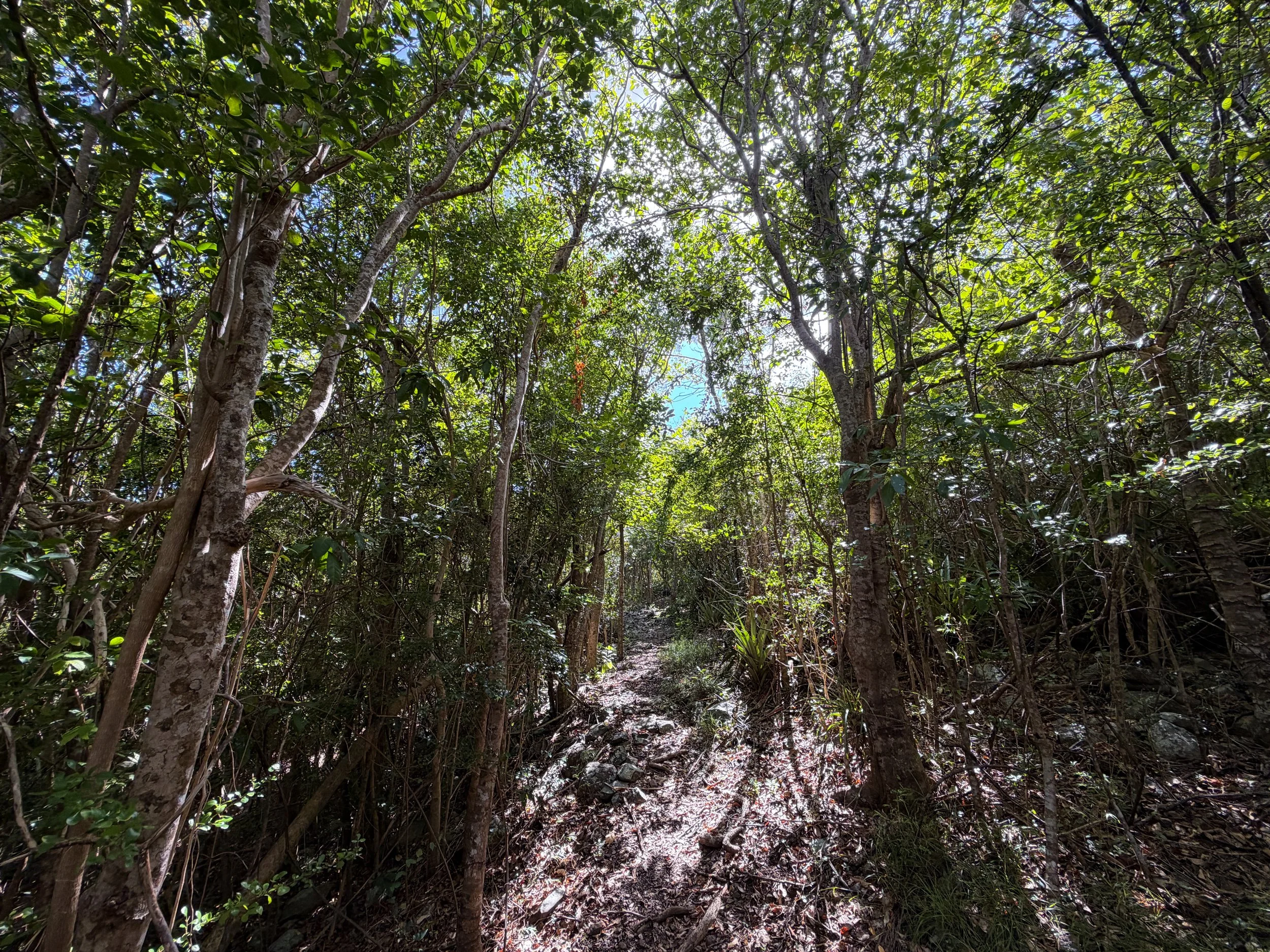 Great Sieben Hike Virgin Islands National Park