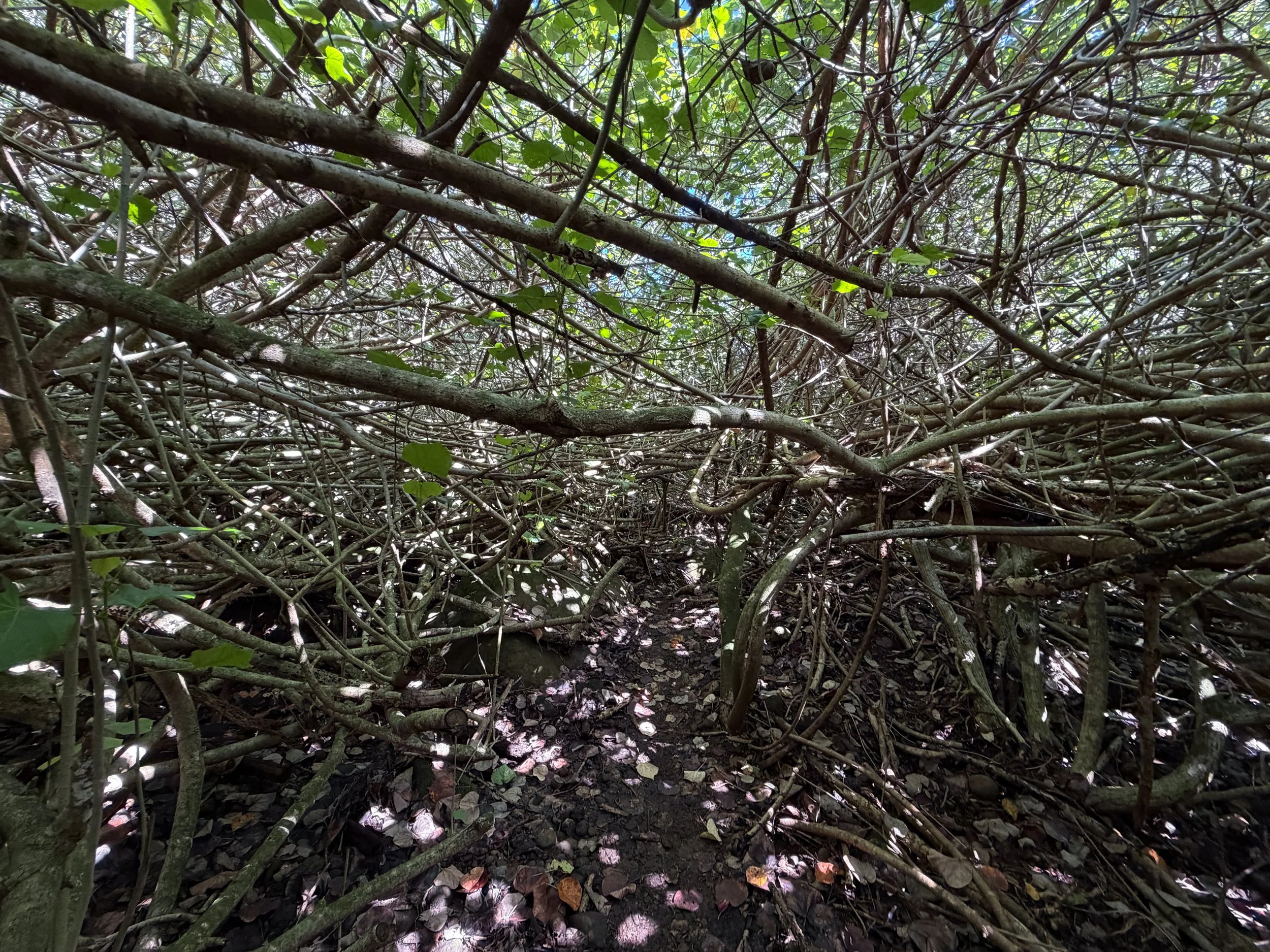 Kulanaahane Trail to Moanalua Saddle Oahu Hawaii