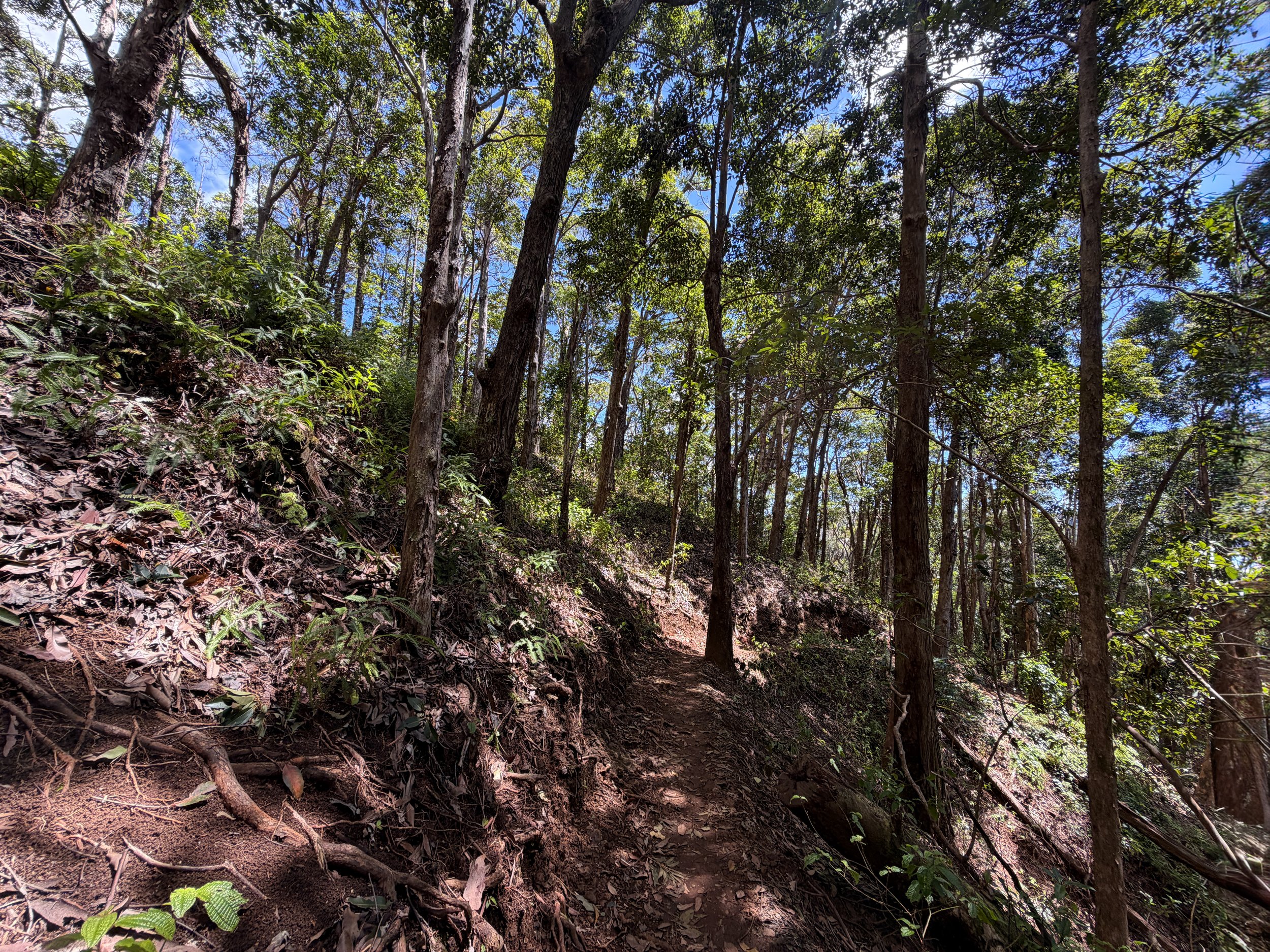 Waimano Falls Trail Oahu Hawaii